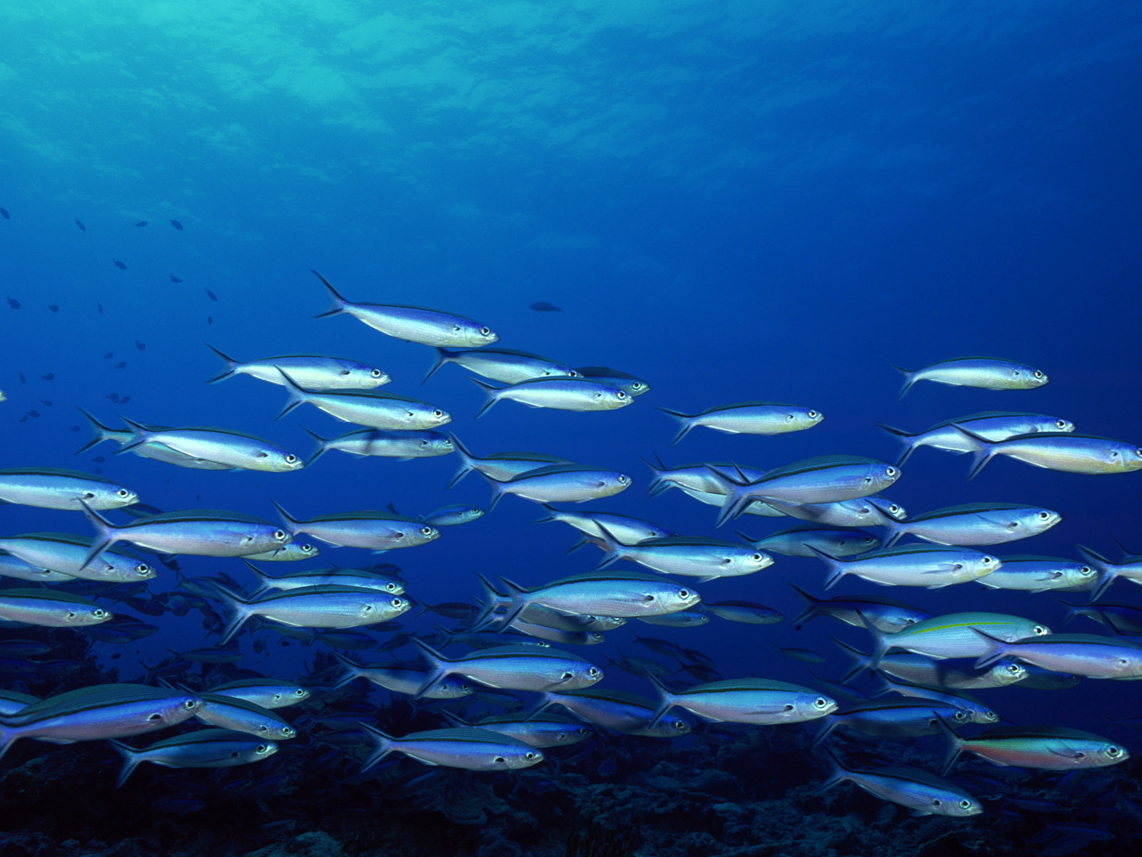 Underwater Fish Wallpaper - Peces De La Antartida , HD Wallpaper & Backgrounds