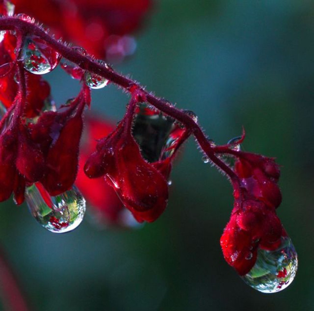 Flowers With Rain Drops , HD Wallpaper & Backgrounds