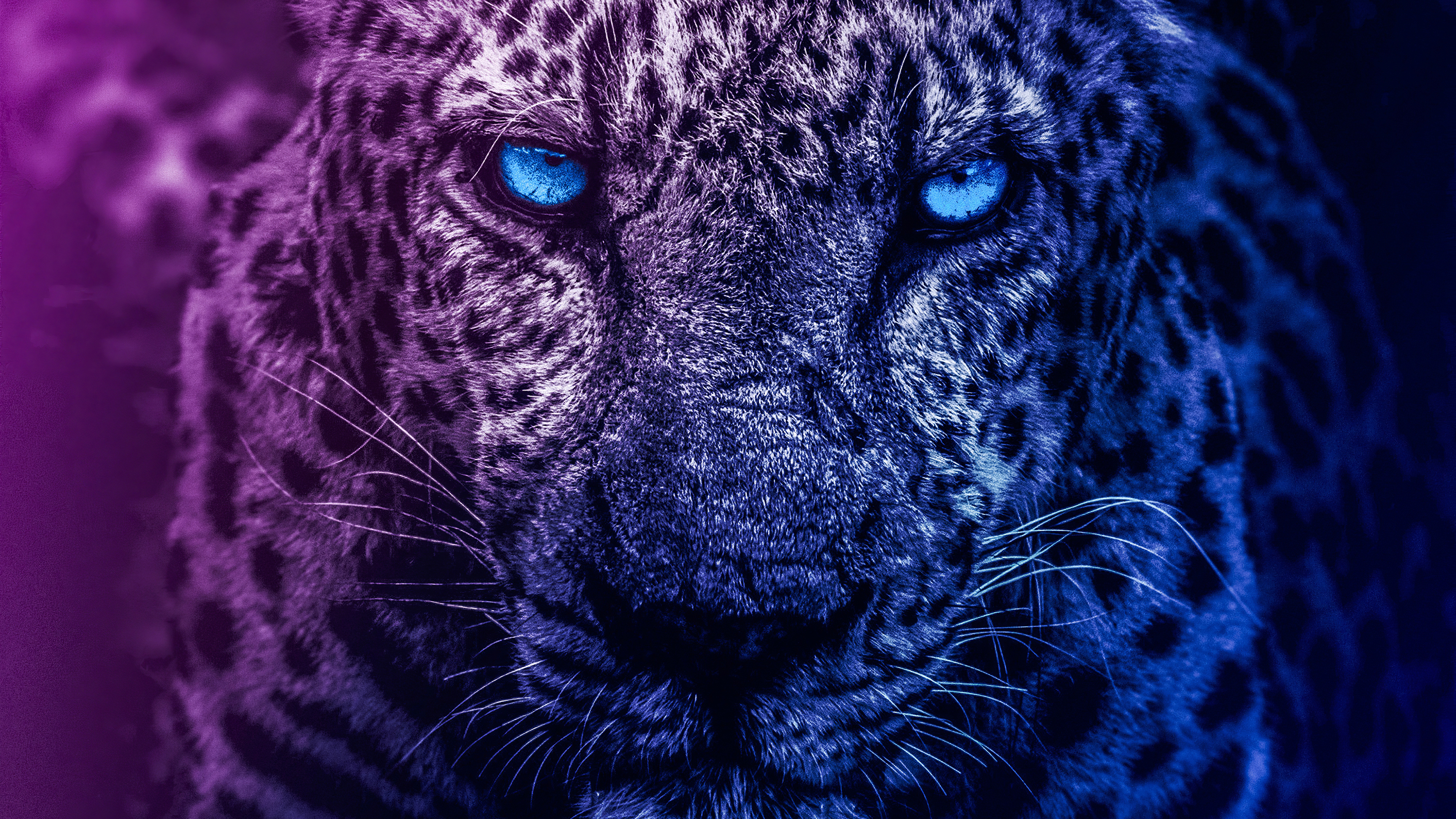 Lion Wallpaper 4k , HD Wallpaper & Backgrounds