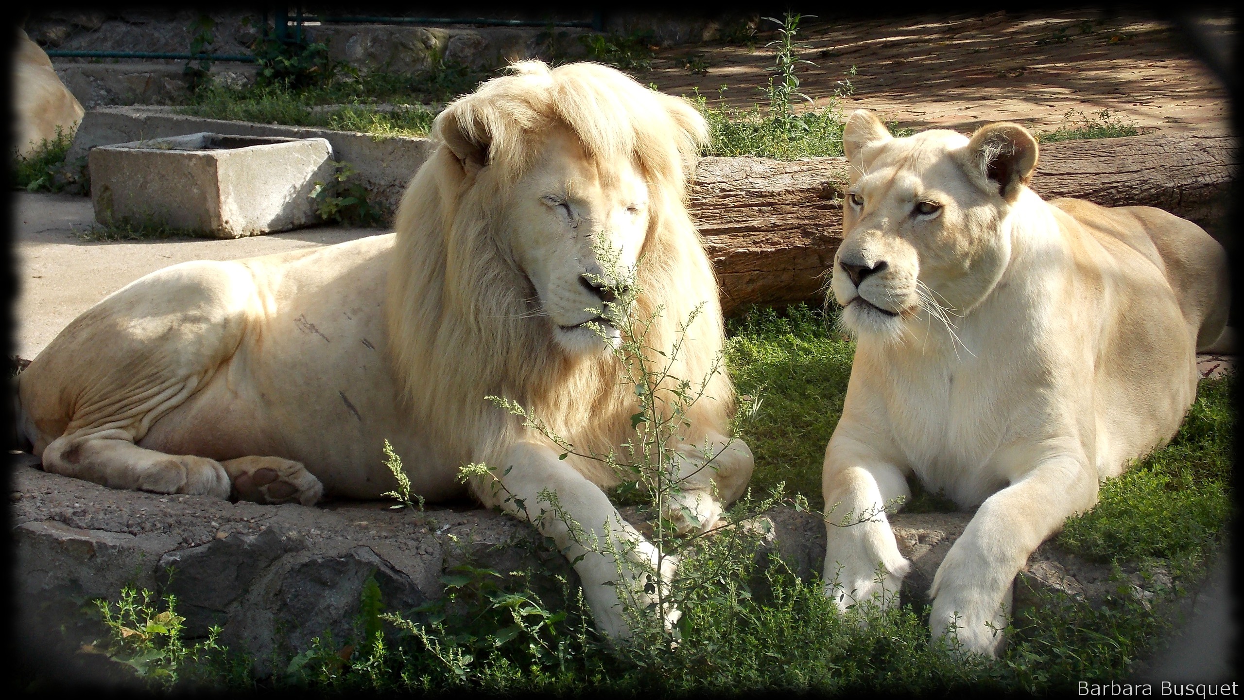White Male And Female Lions , HD Wallpaper & Backgrounds