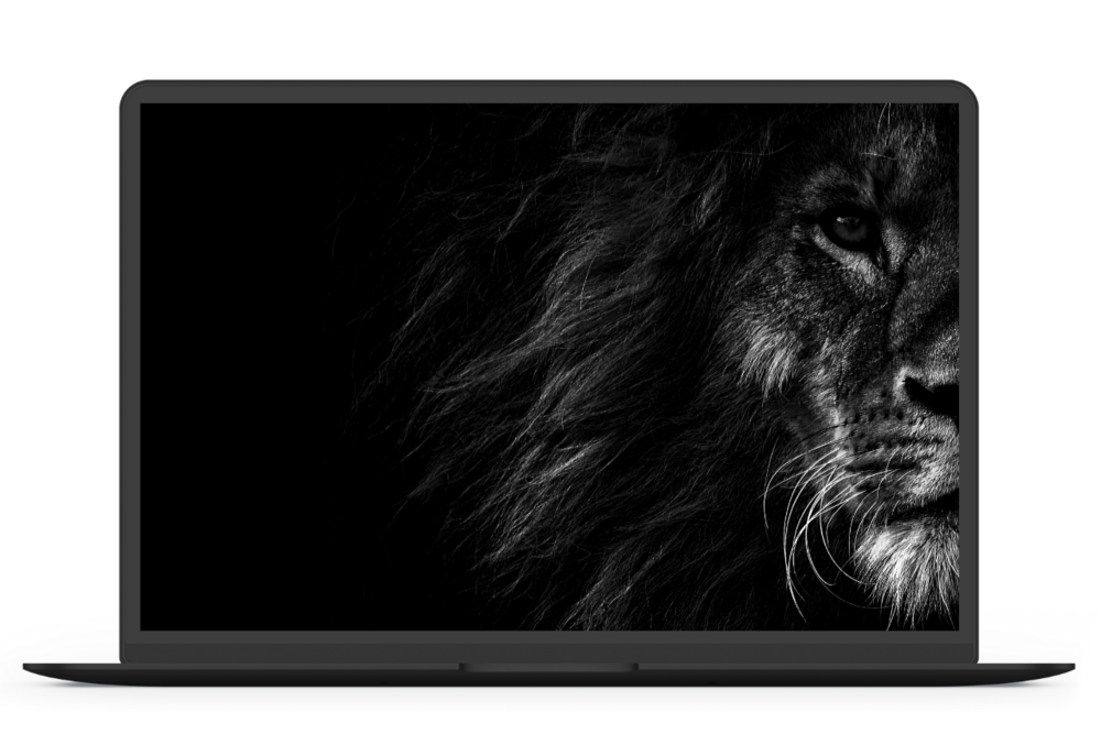 Lion Wallpaper , HD Wallpaper & Backgrounds