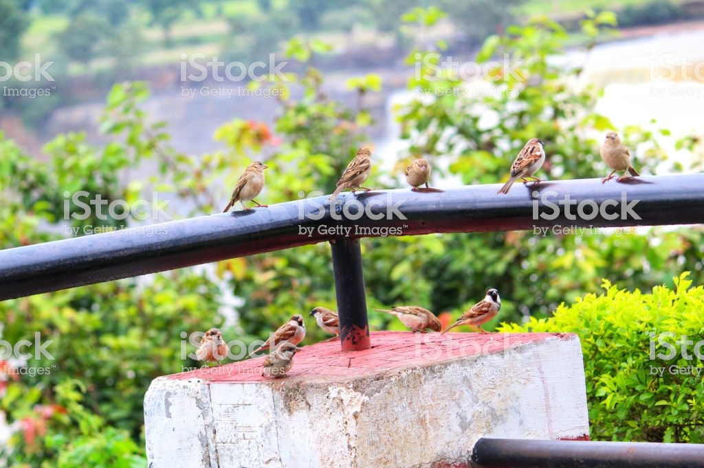 Beautiful House Sparrow Bird In Wild Nature Hd Wallpaper - Grass , HD Wallpaper & Backgrounds