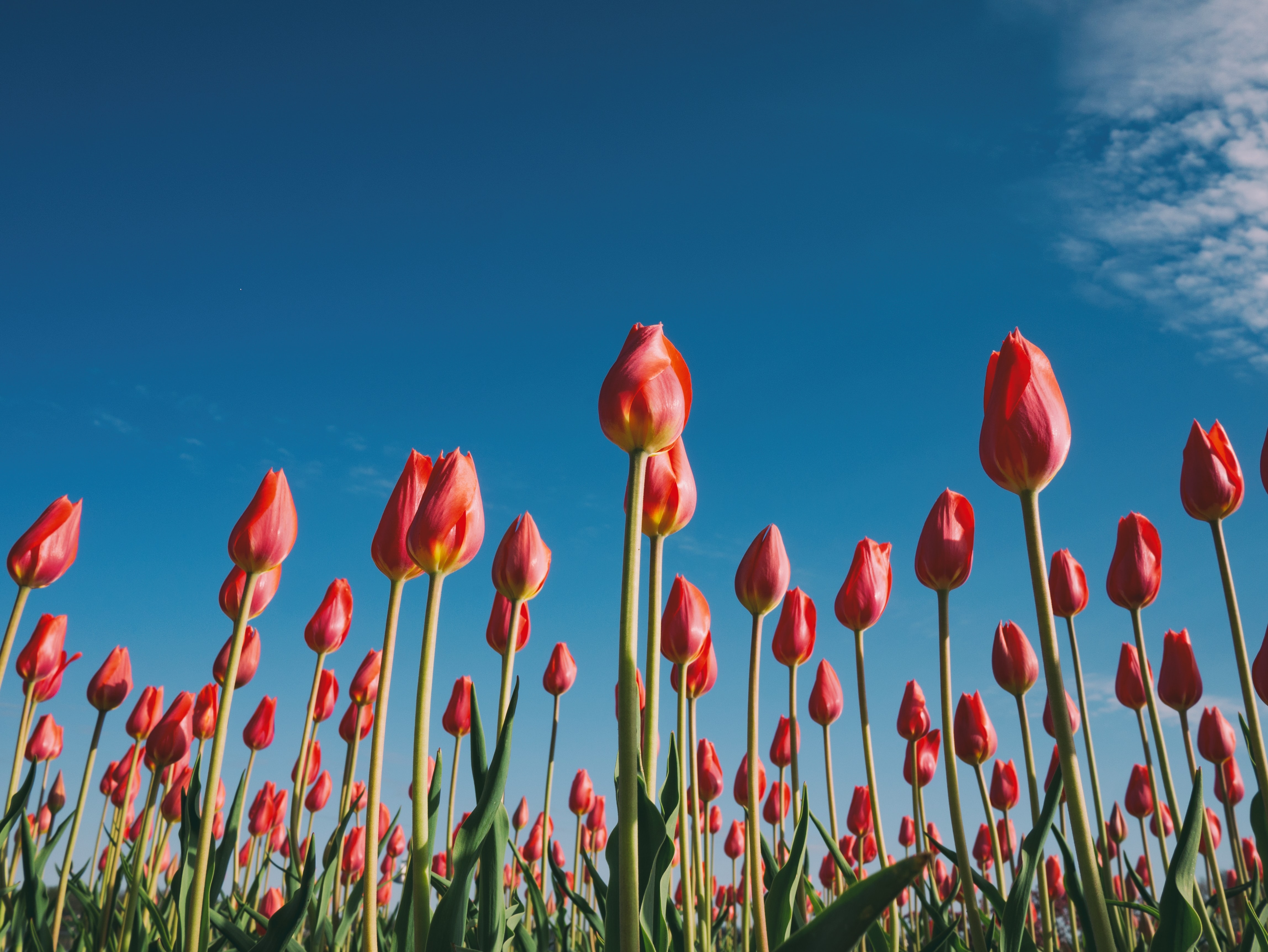 Captions For Tulips , HD Wallpaper & Backgrounds