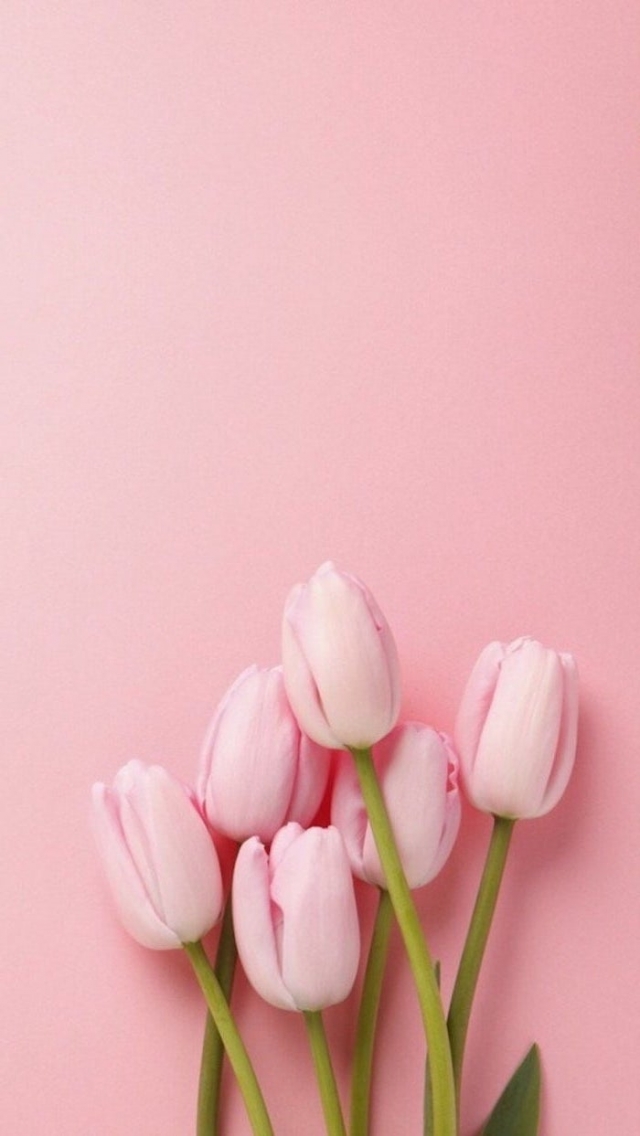 1001 Spring Wallpaper Images For Your Phone And Desktop , HD Wallpaper & Backgrounds