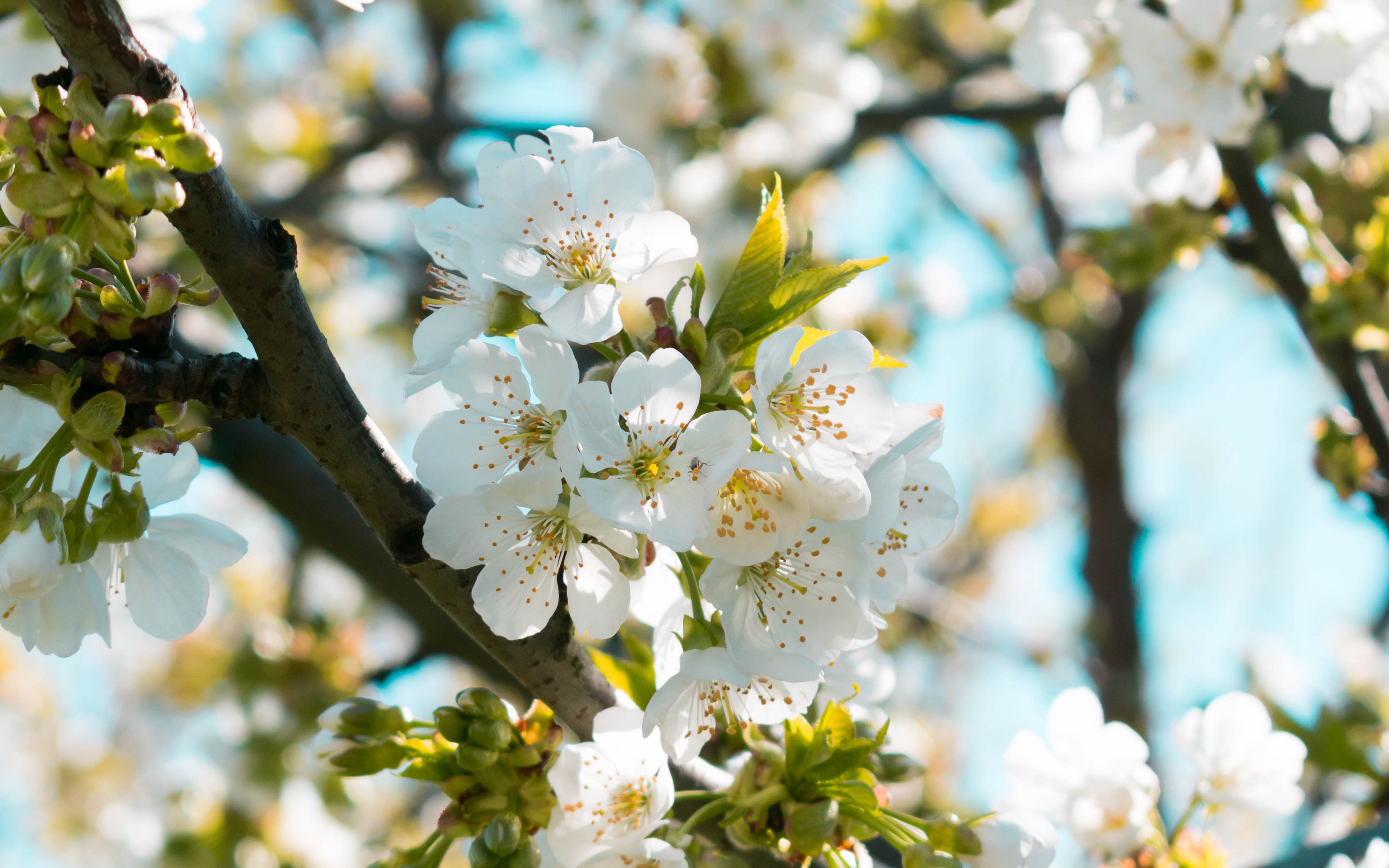 Free Spring Wallpaper - Spring Background 4k , HD Wallpaper & Backgrounds