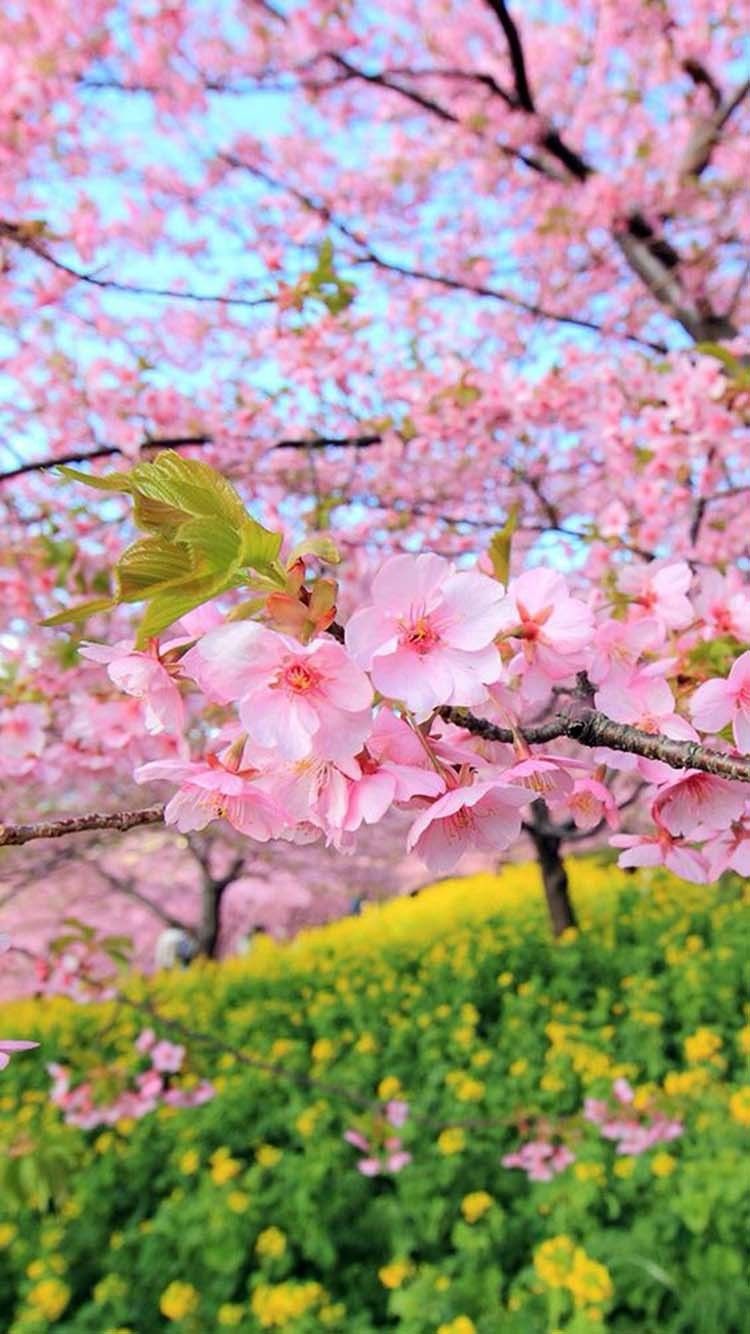 Cherry Blossom Spring Wallpaper Iphone , HD Wallpaper & Backgrounds