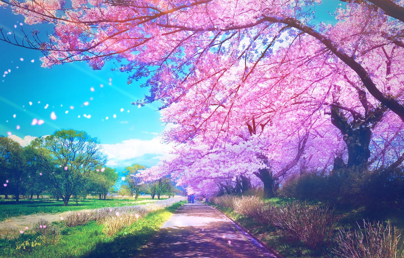 Download Photo Wallpaper Park People Spring Sakura Flowering Red