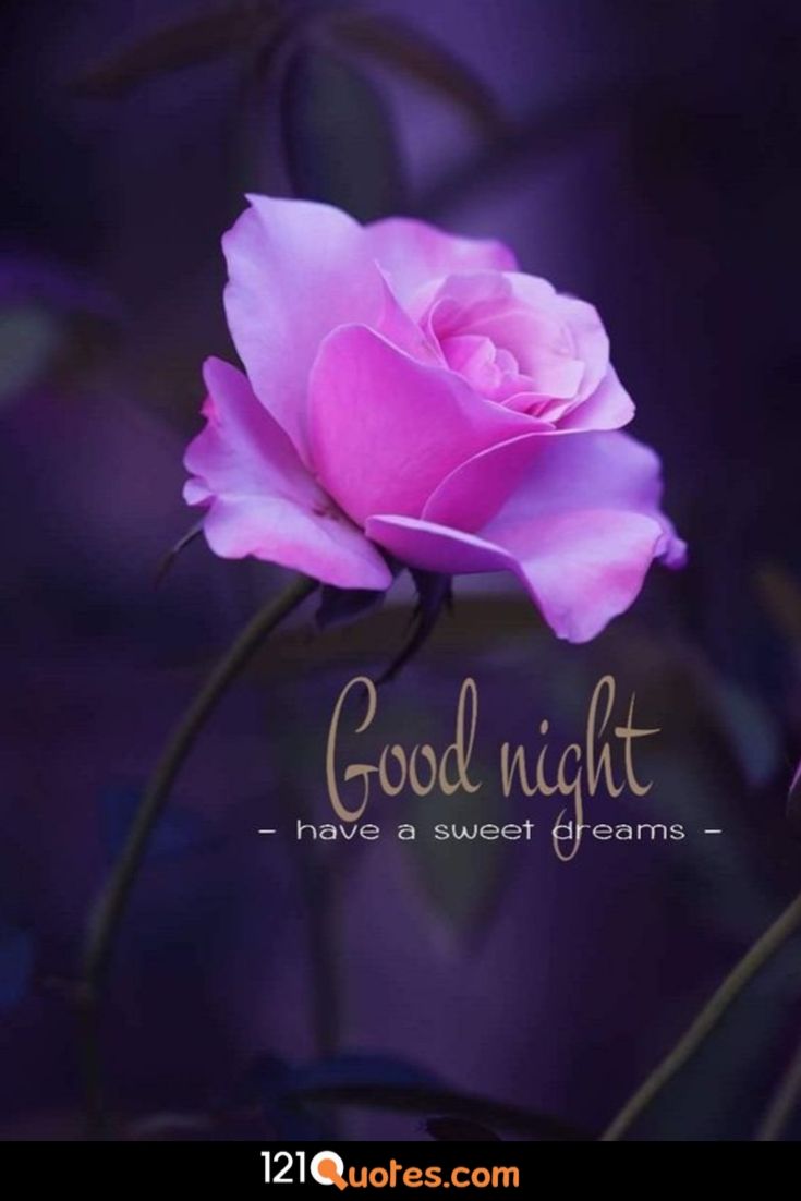 Good Morning And Good Night Wallpaper Free Download - Sweet Good Night Flowers , HD Wallpaper & Backgrounds