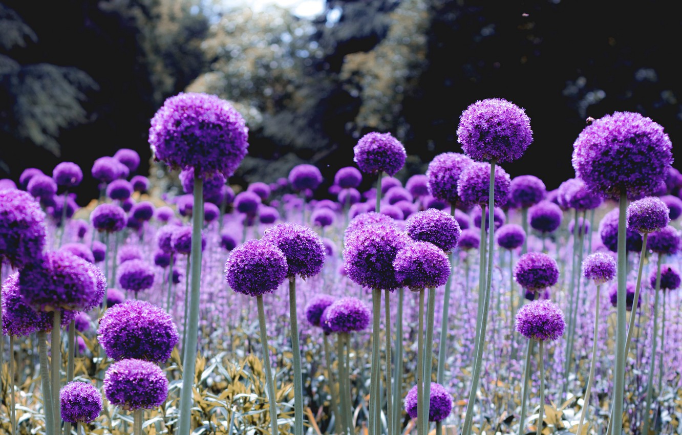 Photo Wallpaper Wallpaper, Nature, Flowers, Purple, - Purple Perennials , HD Wallpaper & Backgrounds