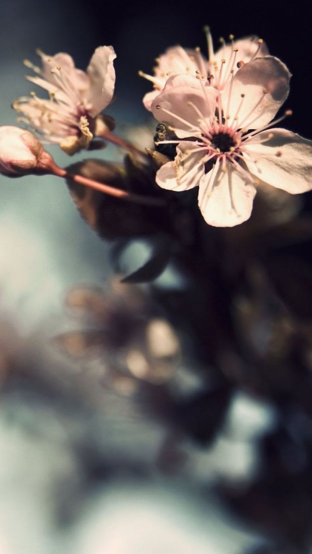 Flower, Petal, Nature, Spring, Plant, Blossom, Iphone - Iphone Wallpaper Nature Spring , HD Wallpaper & Backgrounds