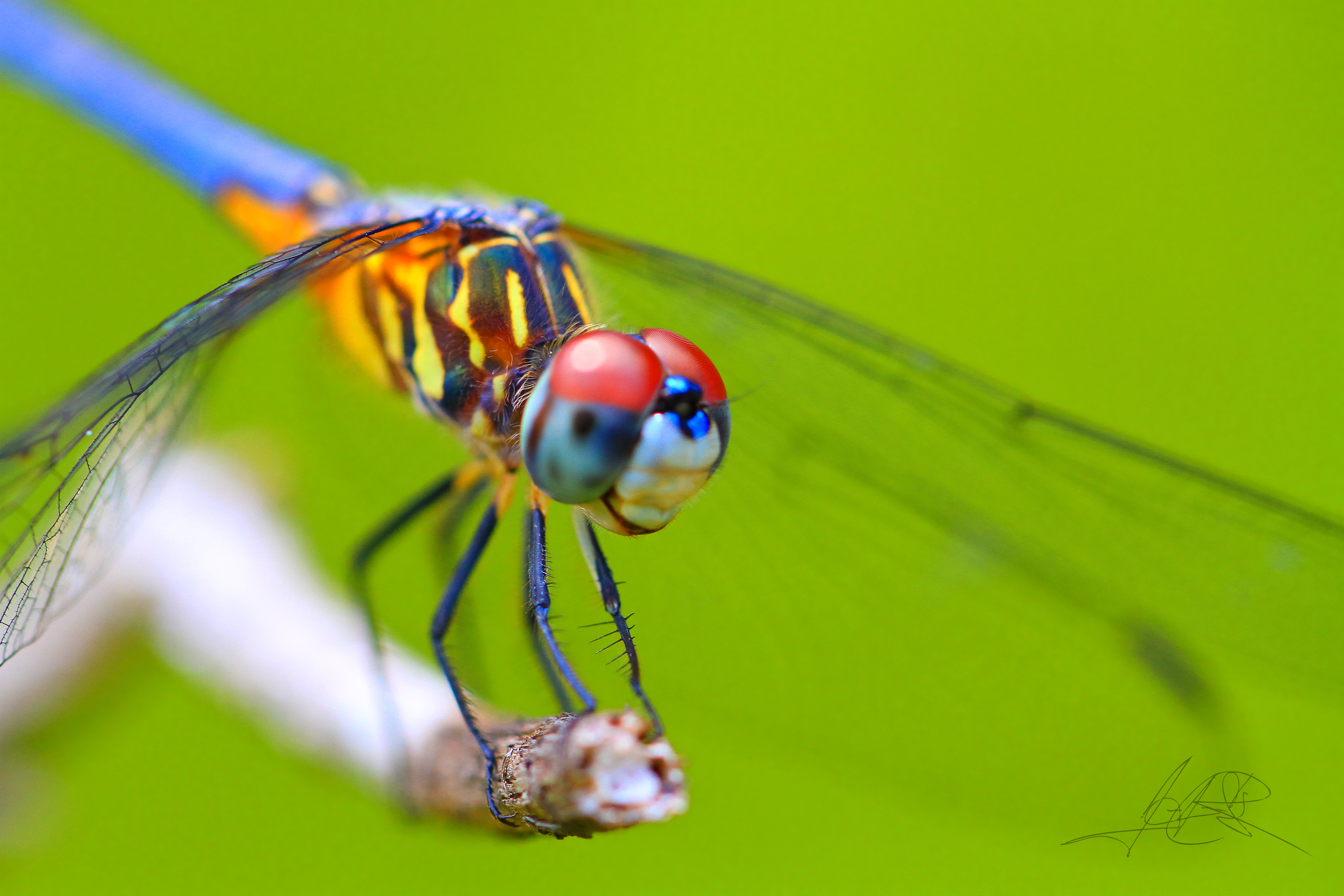 197 Dragonfly Hd Wallpapers - Dragon Flies Up Close , HD Wallpaper & Backgrounds