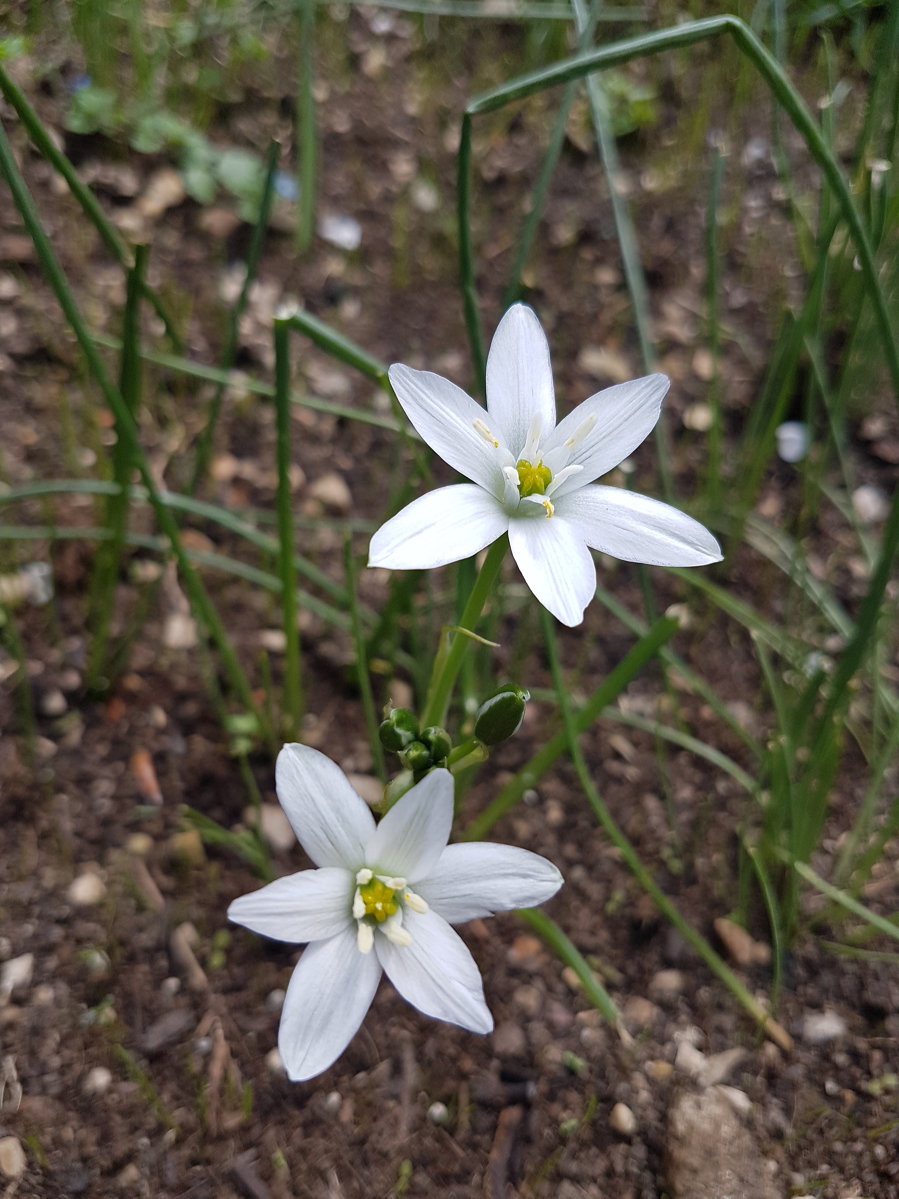 Spring Flowers Wallpaper Nature - Lily , HD Wallpaper & Backgrounds