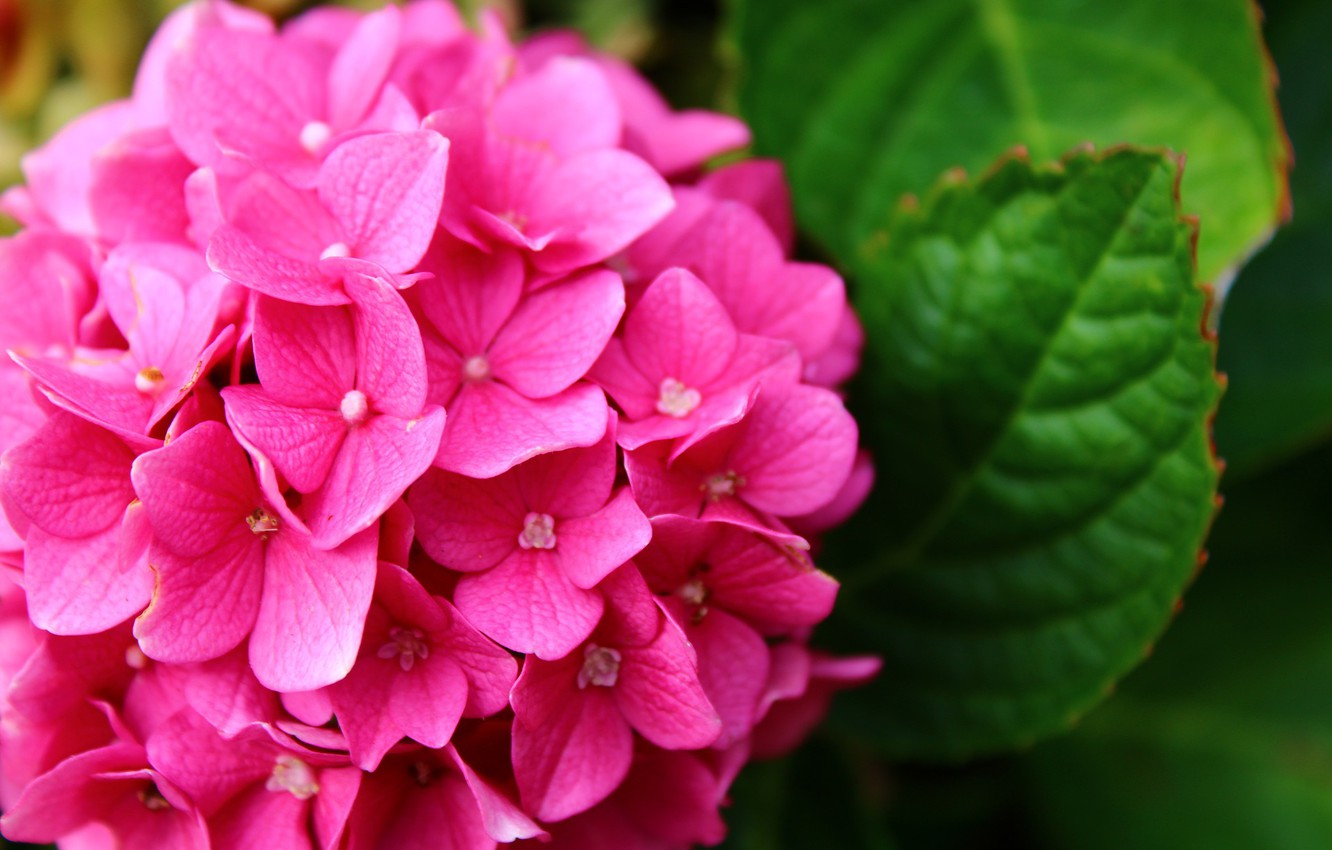 Photo Wallpaper Nature, Flower, Pink, Hydrangea, Flora - Hydrangea , HD Wallpaper & Backgrounds
