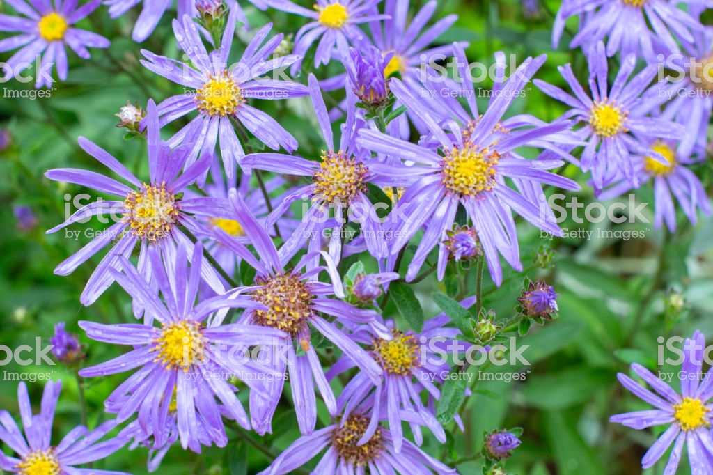 Blue Flowers Aster Amellus Close Up Background Wallpaper - Aromatic Aster , HD Wallpaper & Backgrounds