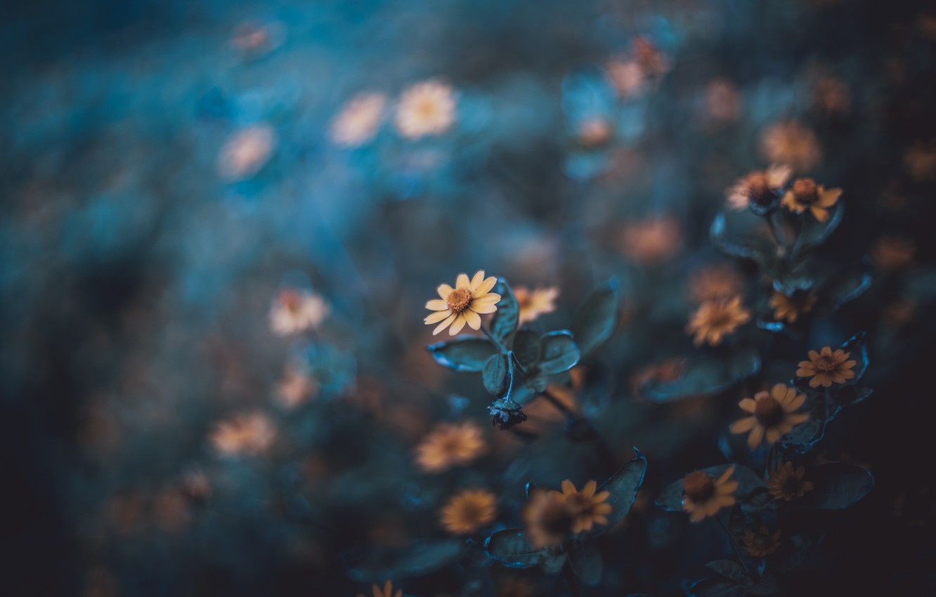 Photo Wallpaper Nature Flowers Wallpaper Flowers Walppaer Hd Wallpaper Backgrounds Download Photo Wallpaper Nature Flowers Wallpaper Flowers Walppaer Hd Wallpaper Backgrounds Download