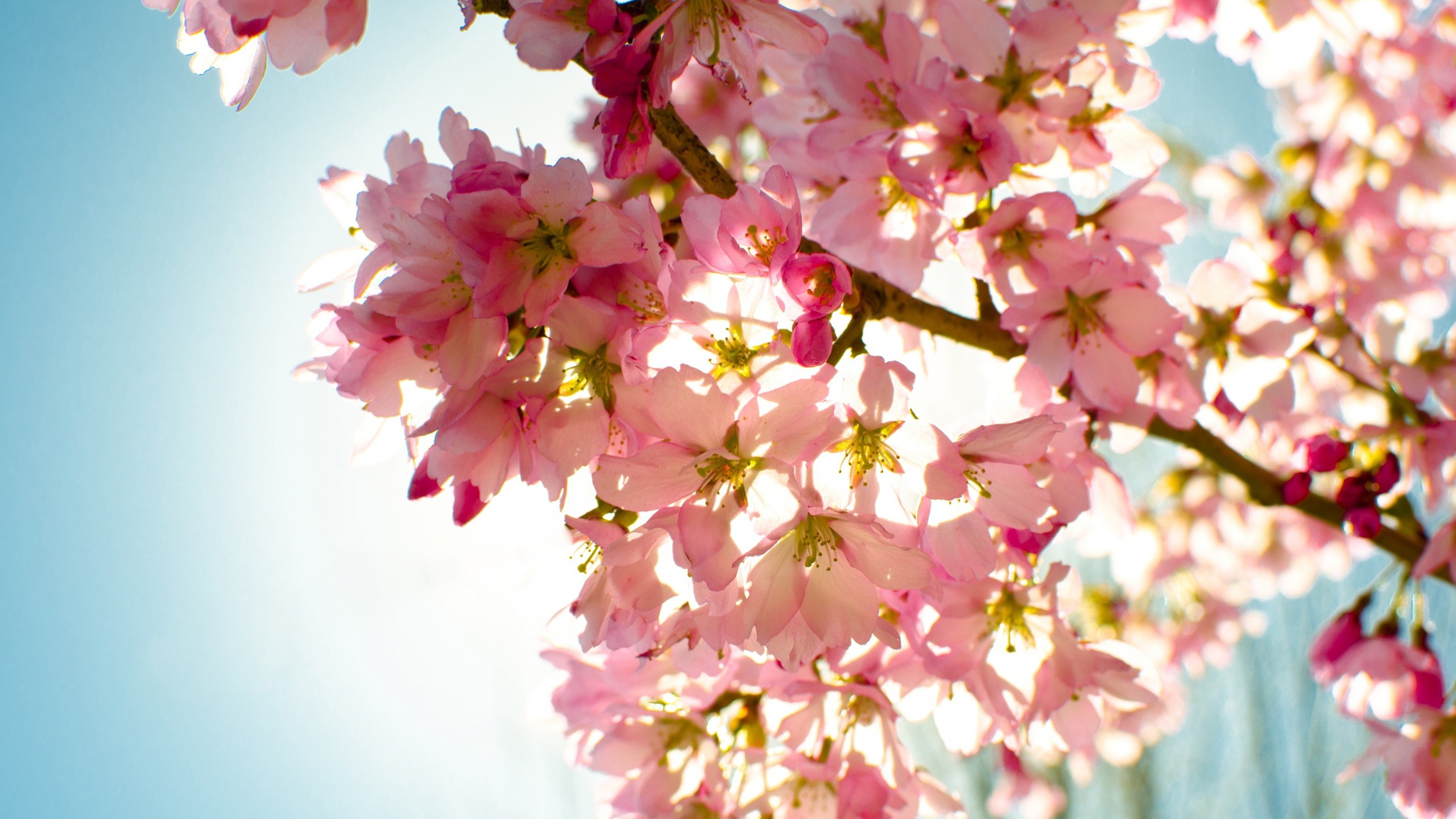 Flowers Sky Nature Light - Nature Wallpaper 4k Cherry Blossom , HD Wallpaper & Backgrounds