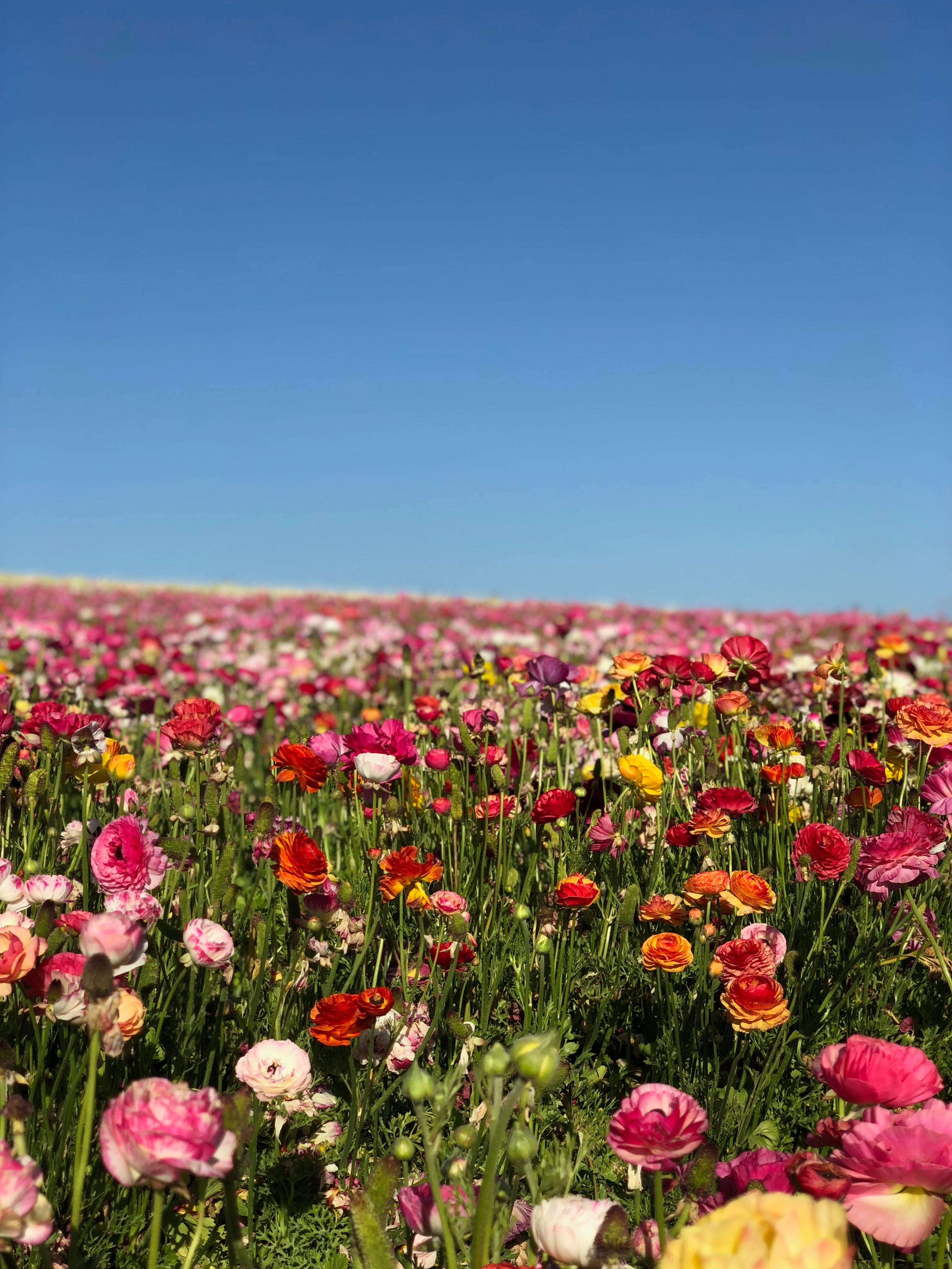 Flowers Feild , HD Wallpaper & Backgrounds