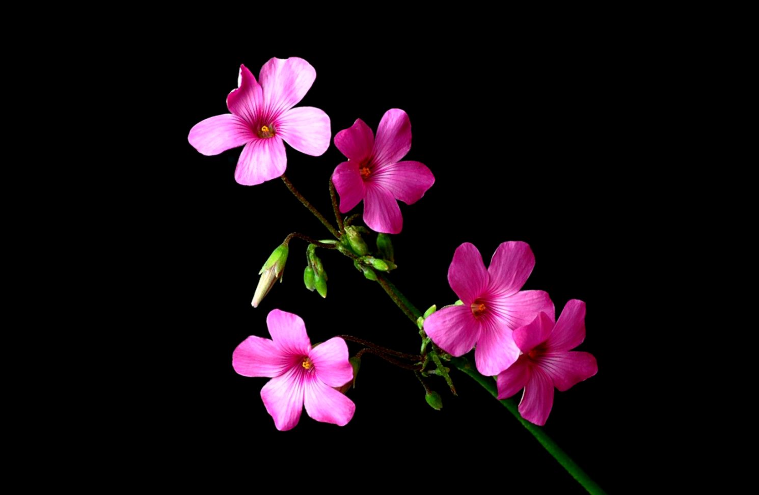 Pink And Black Flower Wallpaper Wallpapers Image - Flower Wallpaper Pink And Black , HD Wallpaper & Backgrounds
