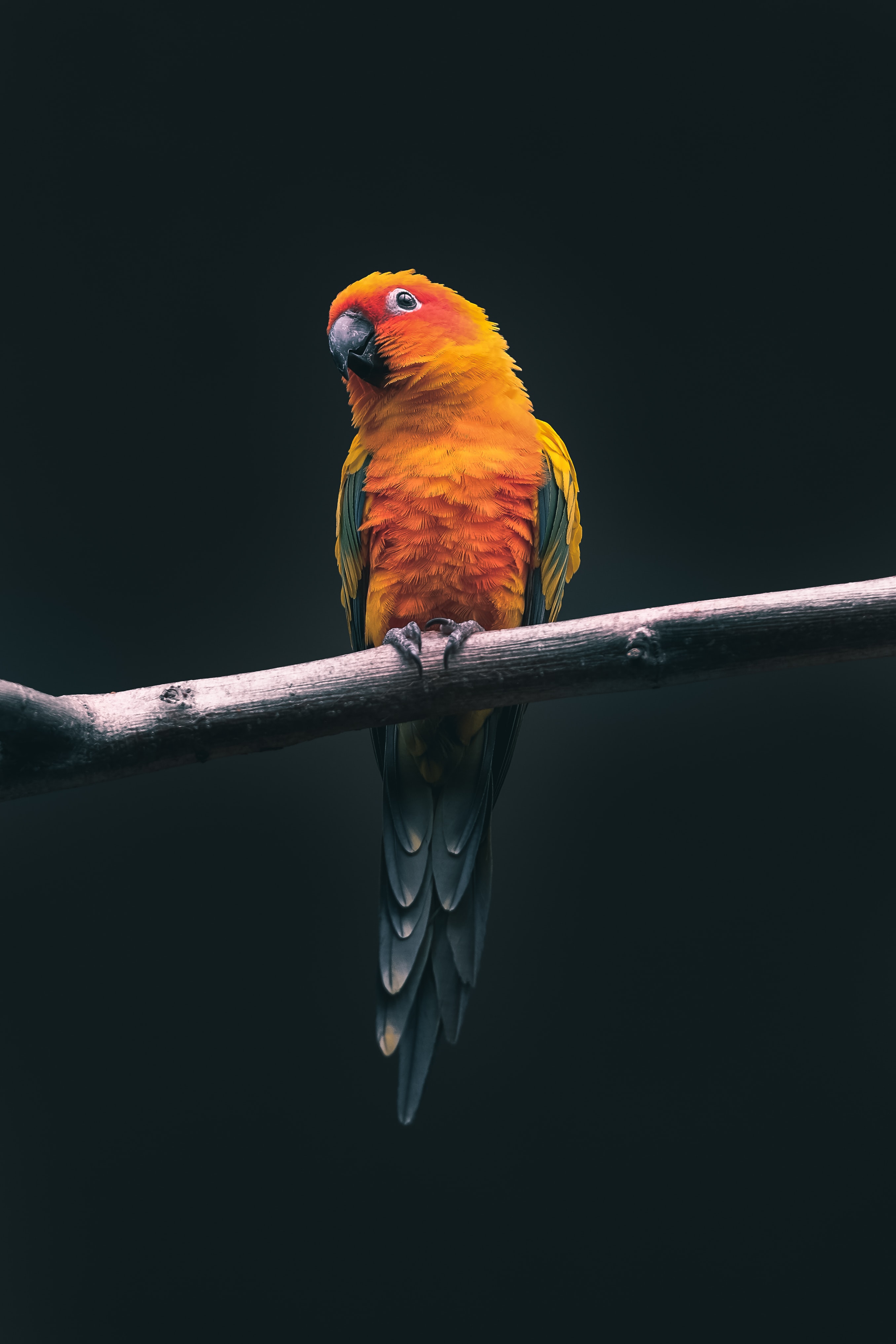 Parrot Black Background Iphone , HD Wallpaper & Backgrounds