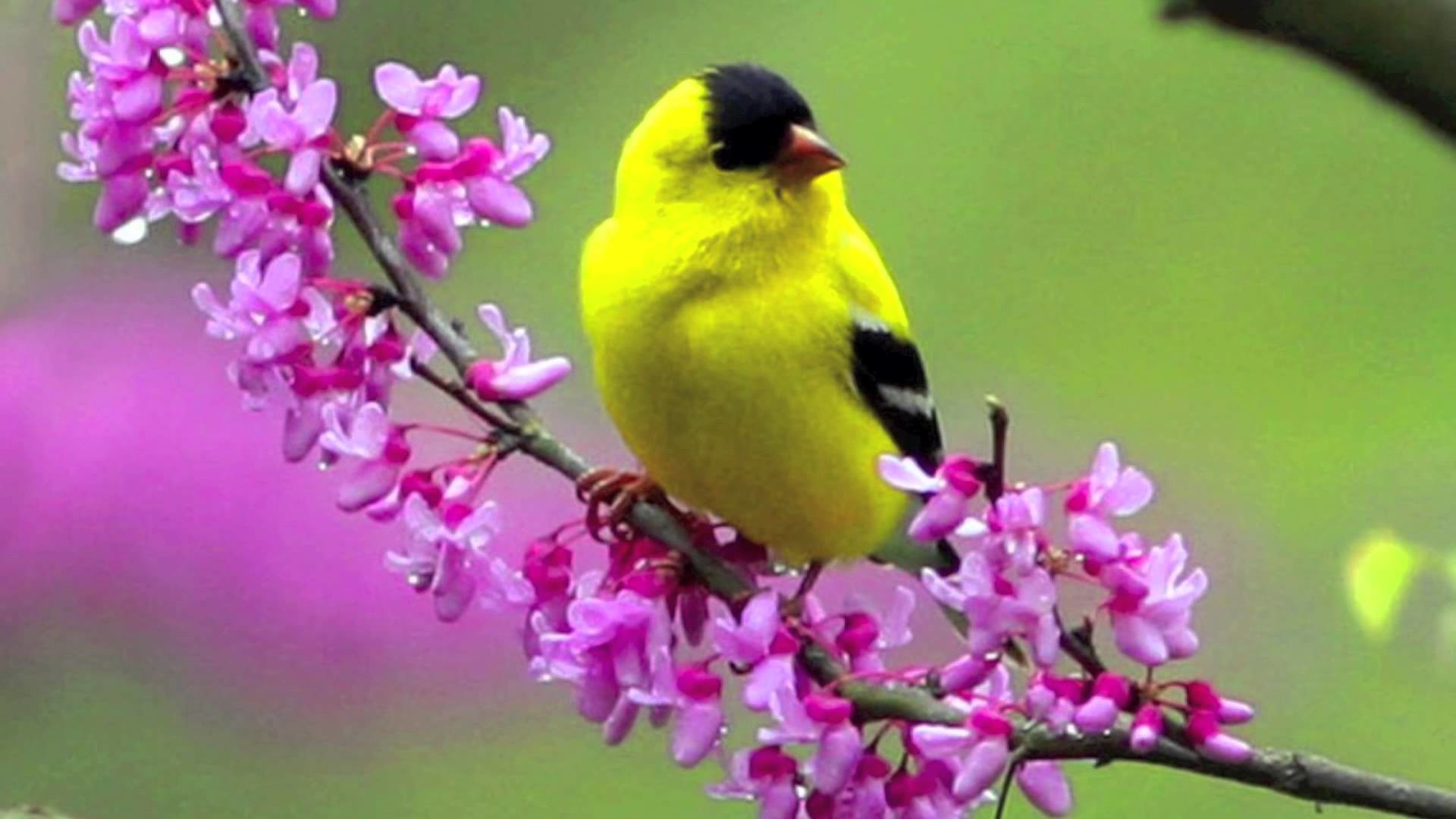 Birds And Flowers Wallpaper Which Is Under The Birds - Spring Bird , HD Wallpaper & Backgrounds