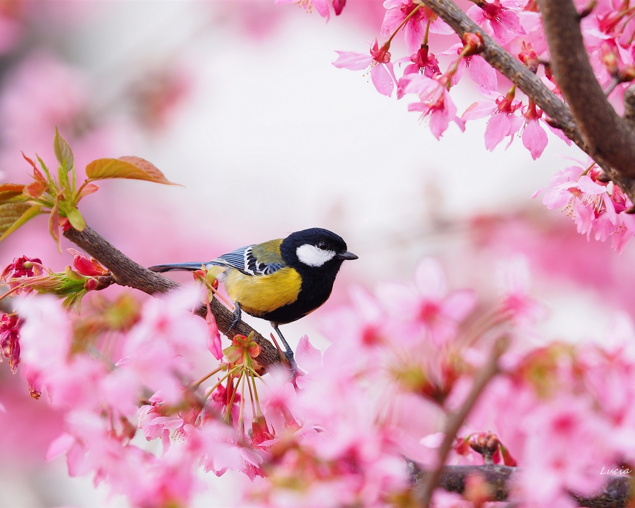 Birds In Trees Flowers , HD Wallpaper & Backgrounds