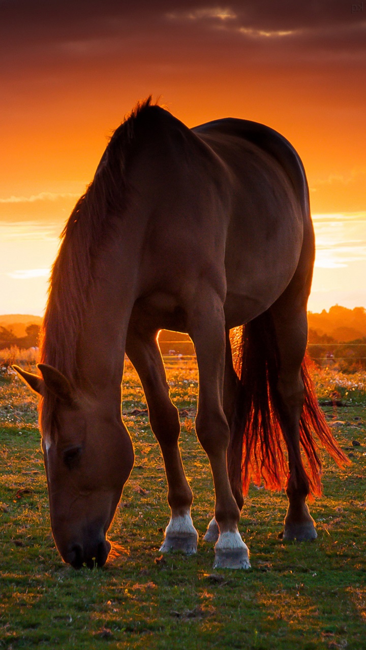 Black Horse Wallpaper Mobile Phone - Horse Wallpapers For Phone , HD Wallpaper & Backgrounds