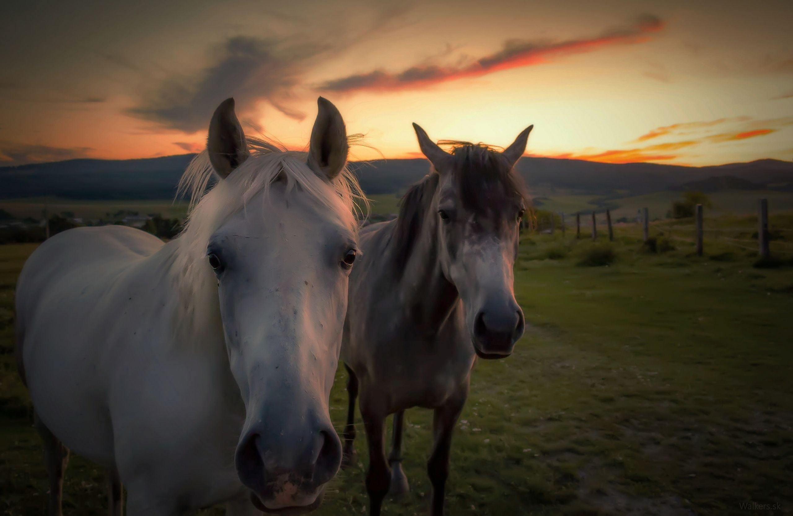 Horse Farm , HD Wallpaper & Backgrounds