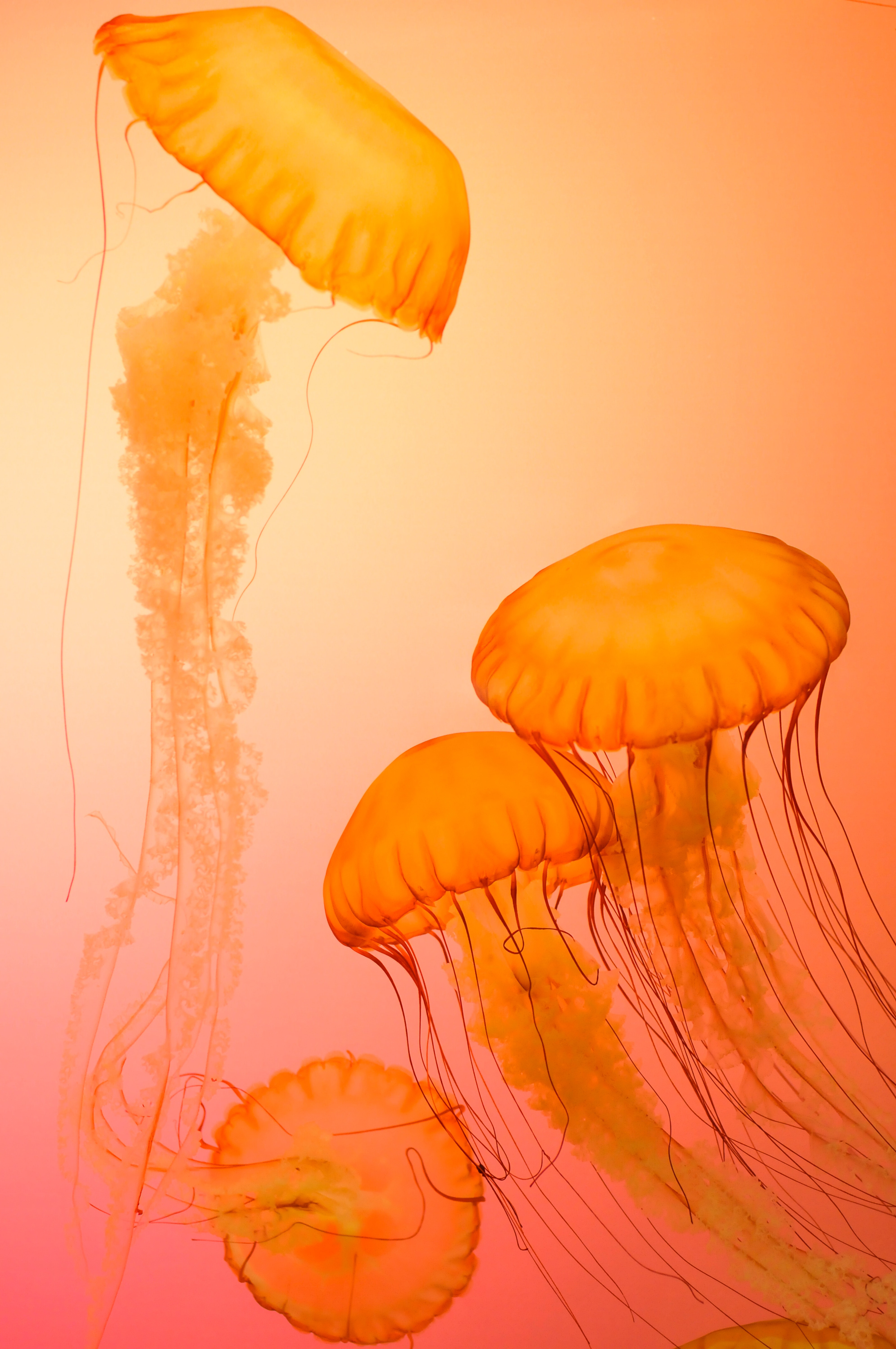 Orange Jellyfish , HD Wallpaper & Backgrounds