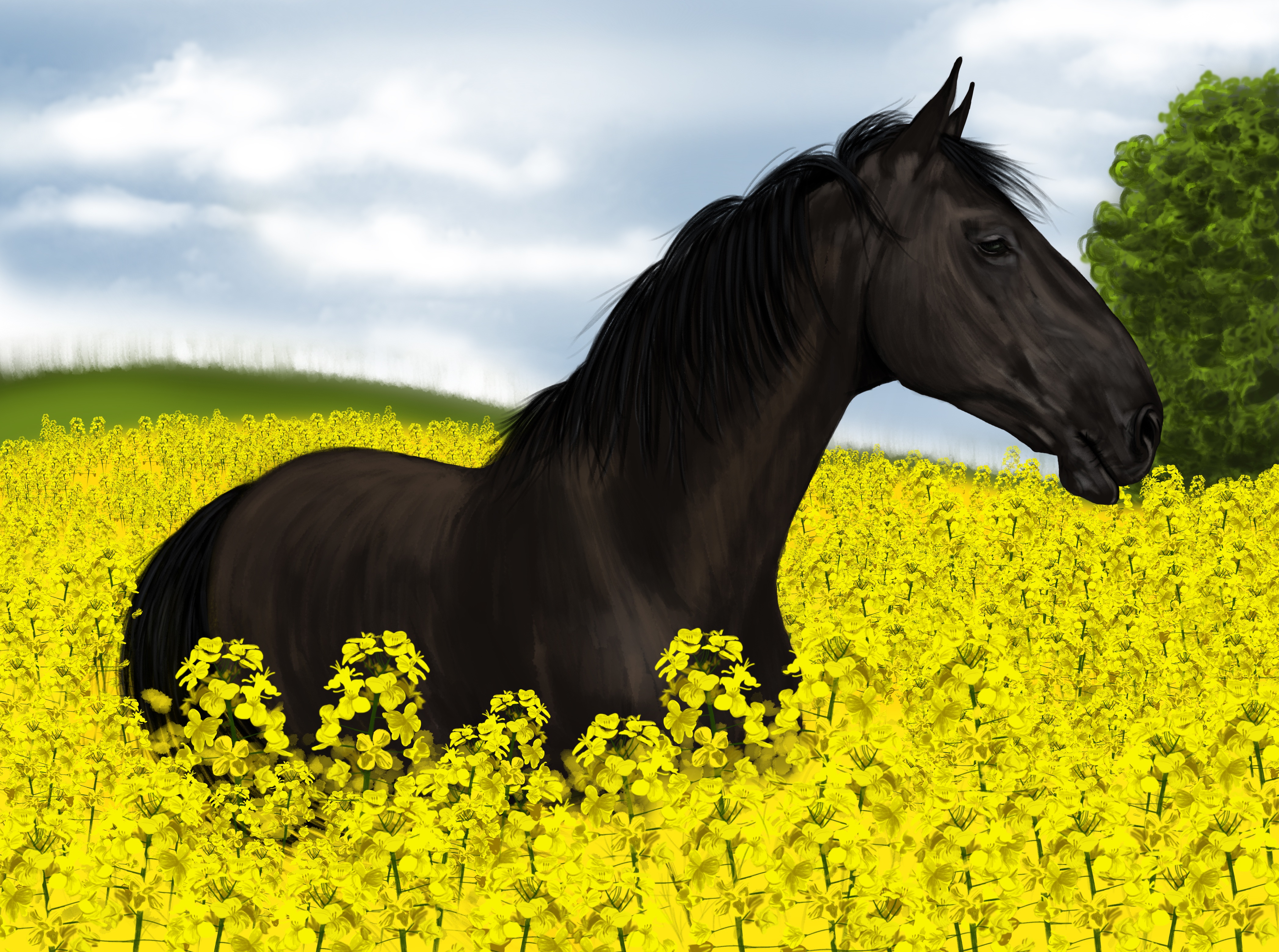 Beautiful Horse , HD Wallpaper & Backgrounds
