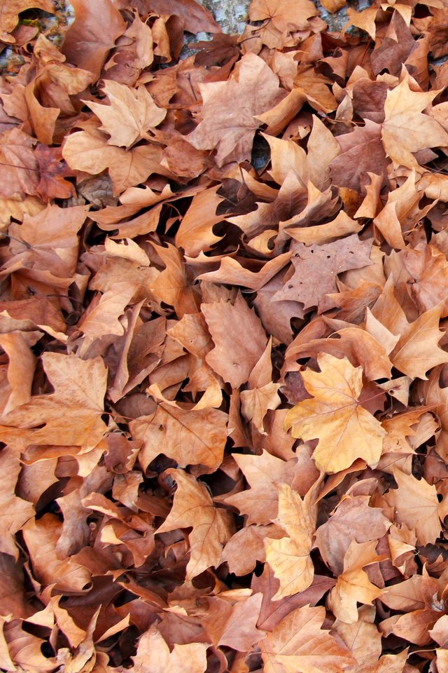 Leaves, Maple, Brown, Nature, Autumn, Fall, Groundcover - Autumn Leaves Fall Ipad Wallpaper Hd , HD Wallpaper & Backgrounds