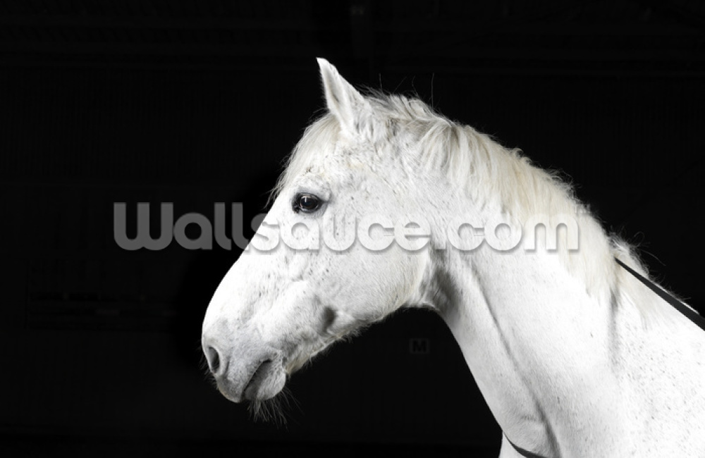 Handsome White Horse Mural Wallpaper - Stallion , HD Wallpaper & Backgrounds