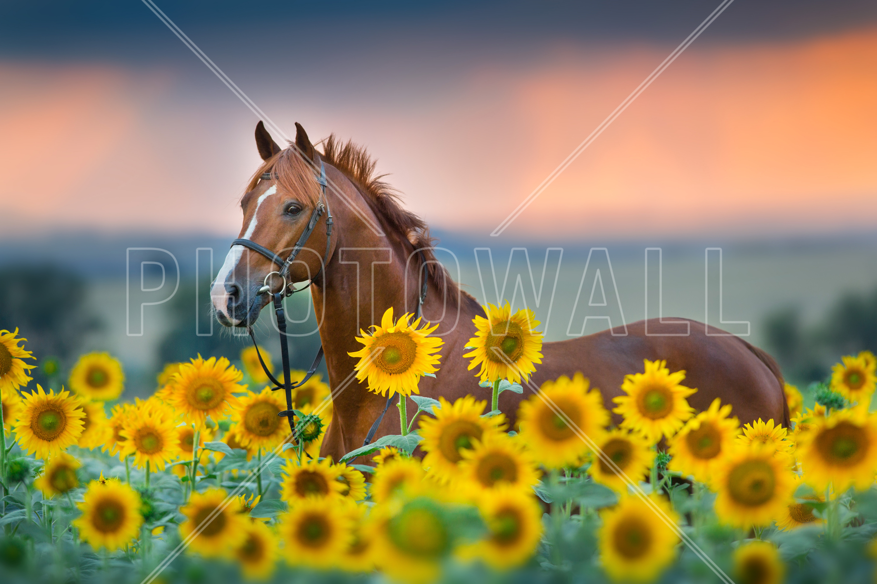 Red Horse In Sunflowers Field - Horse In Field Of Flowers , HD Wallpaper & Backgrounds