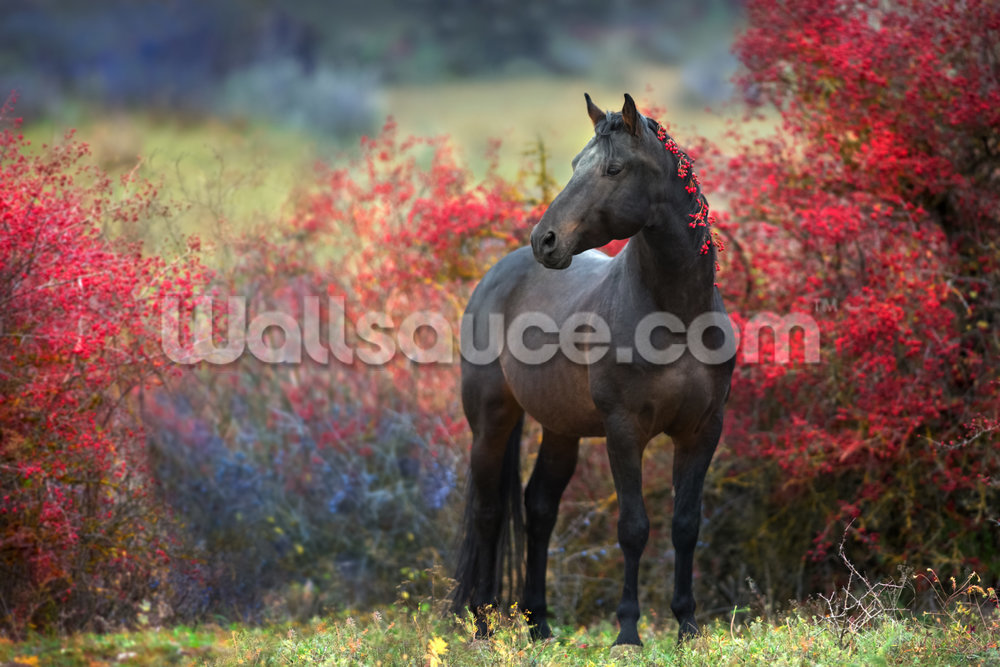 Black Berry Horse Mural Wallpaper - Stallion , HD Wallpaper & Backgrounds
