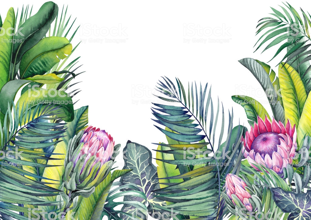 Tropical Wallpaper With Exotic Protea Flowers, Palm - Illustration , HD Wallpaper & Backgrounds