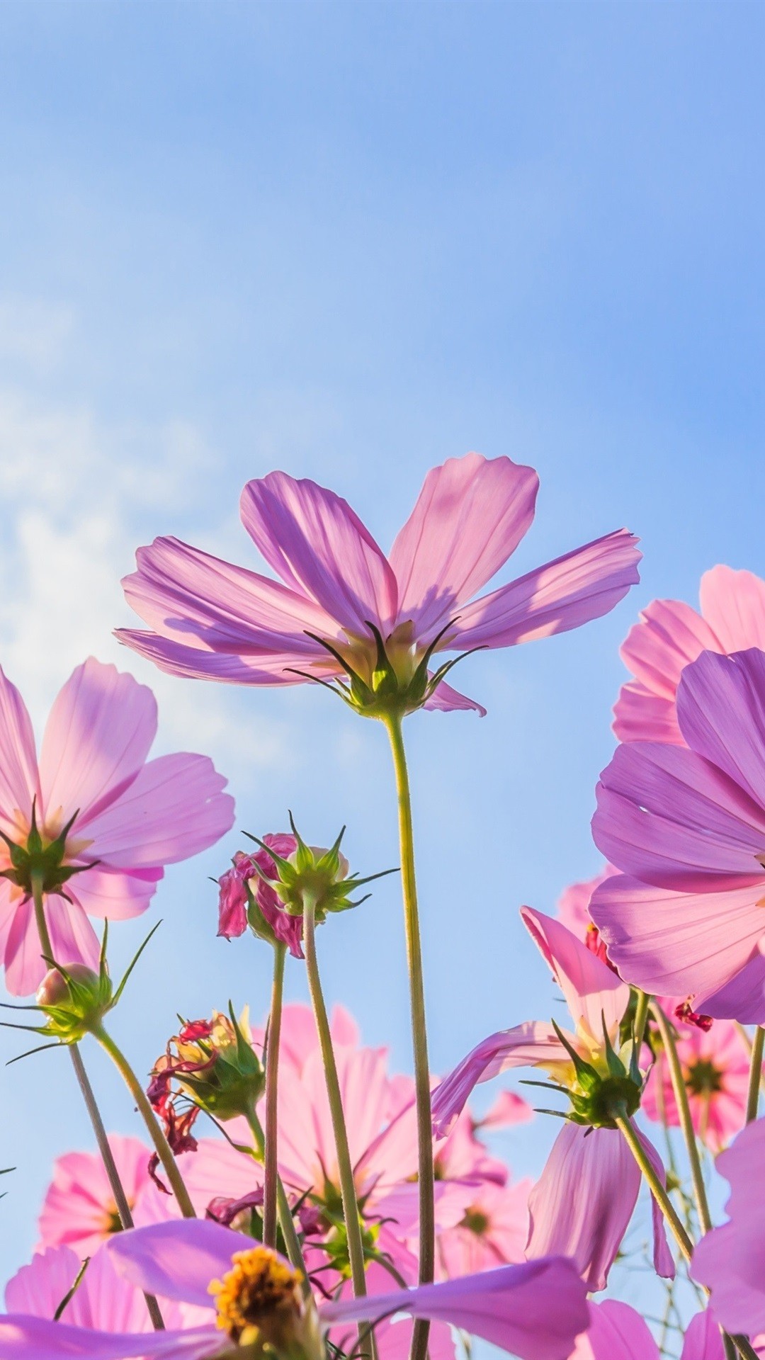 Pink Flowers Wallpaper - Everything I Need Is Within Me , HD Wallpaper & Backgrounds