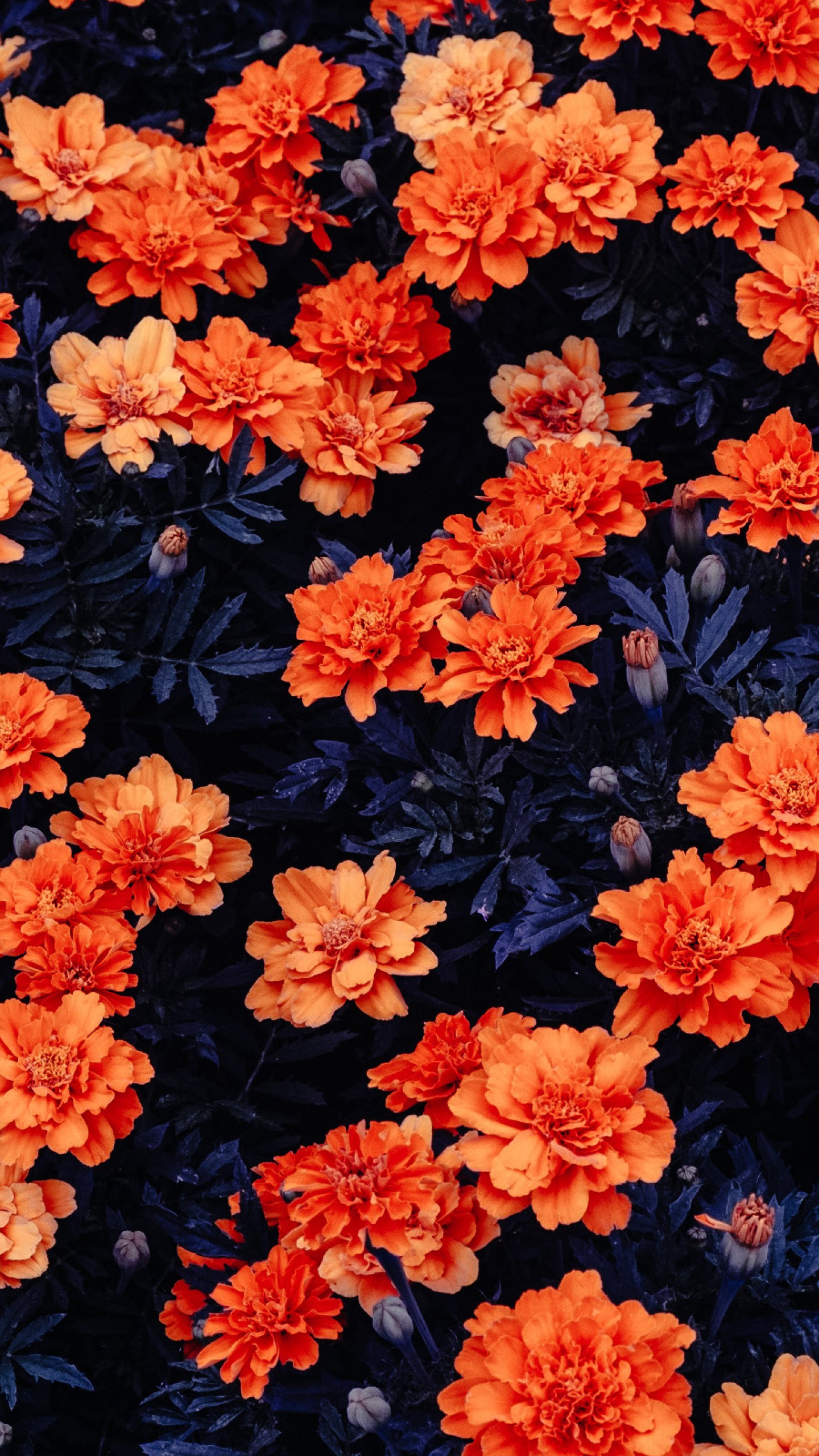 Flower Wallpaper Hd , HD Wallpaper & Backgrounds