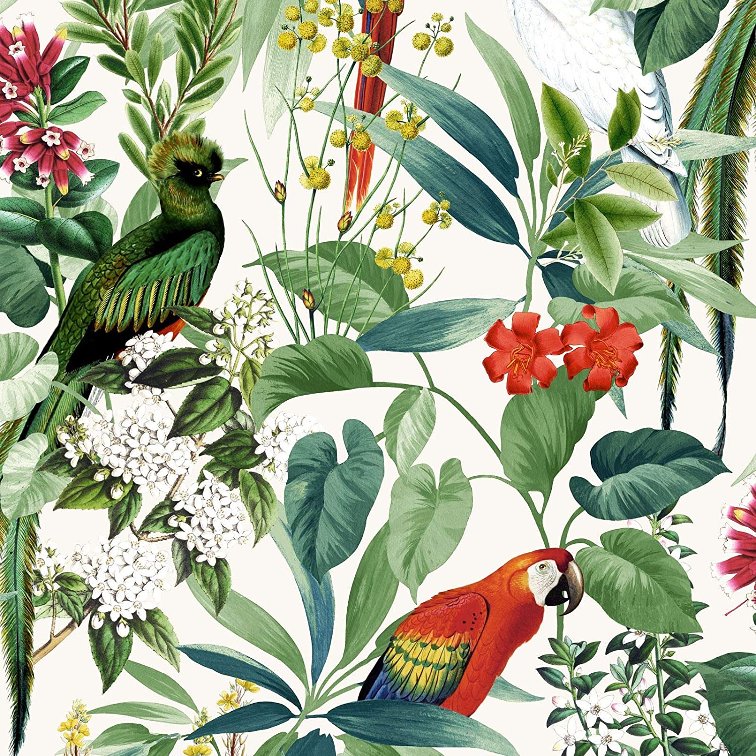 Ikala Tropical Wallpaper Multi Muriva L76204 - Ikala Parrot , HD Wallpaper & Backgrounds