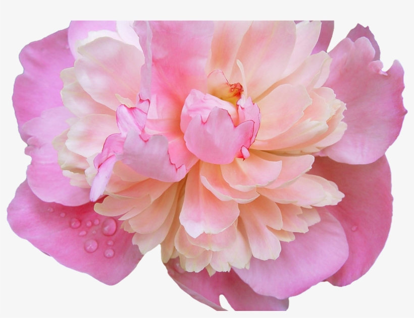 Tumblr Flower Crown Gallery Flower Wallpaper Hd - Gifs Transparents Pivoines , HD Wallpaper & Backgrounds