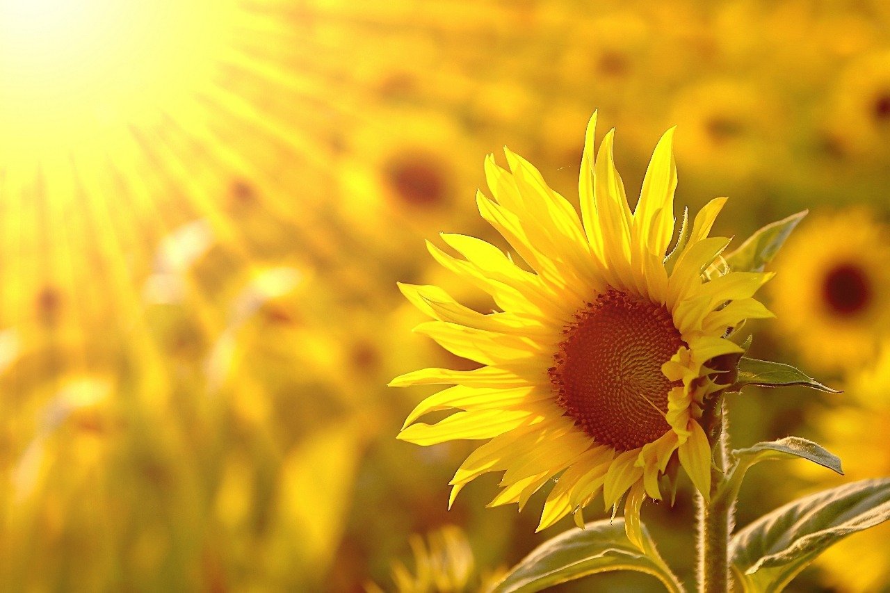 Gsquare Wallpaper Sun Flower Wallpaper Hd Media Quality - Sunflower In The Sun , HD Wallpaper & Backgrounds