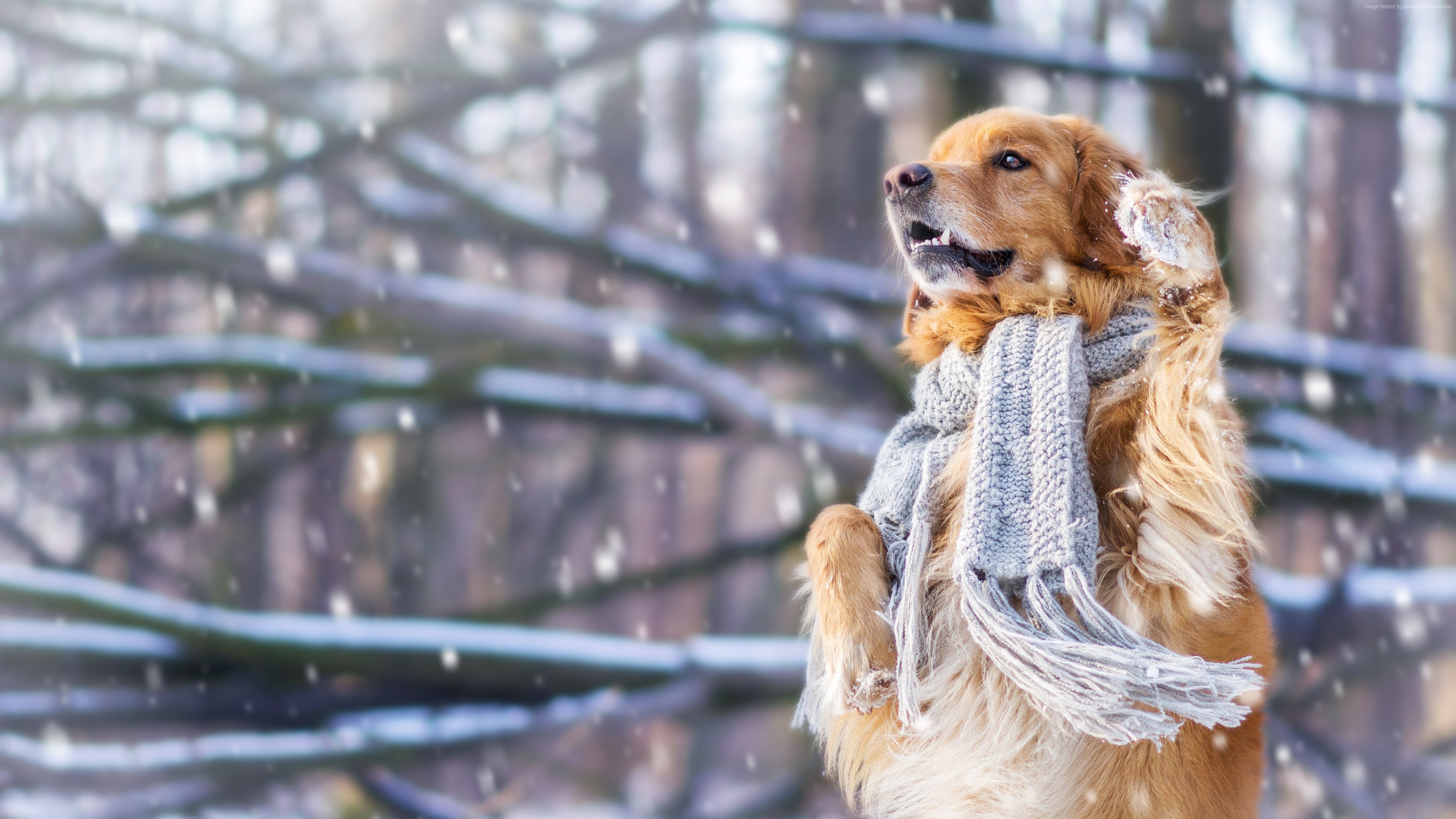Winter Wallpaper Dog , HD Wallpaper & Backgrounds