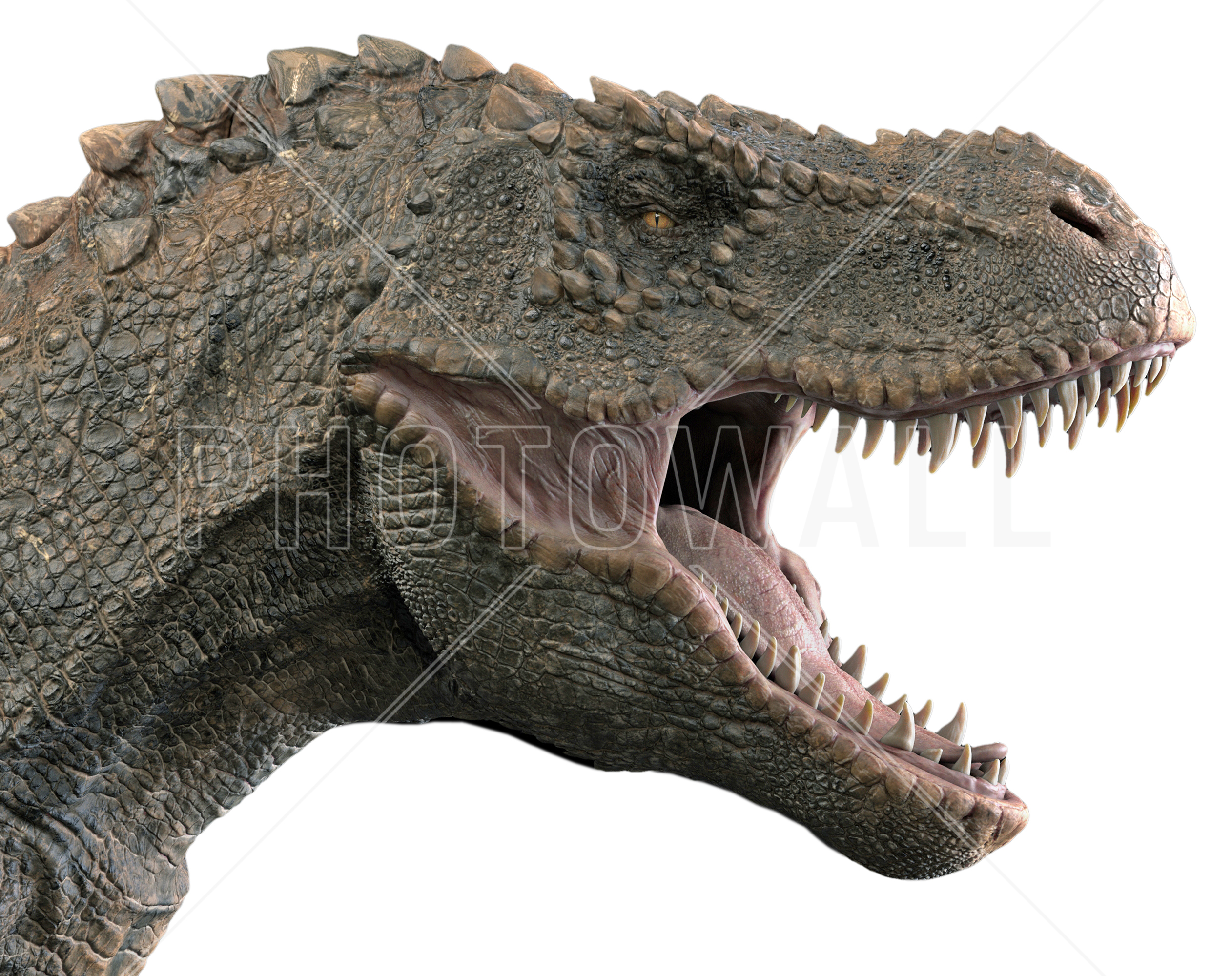 T-rex Dinosaur - Wallpaper - T Rex Head Png , HD Wallpaper & Backgrounds