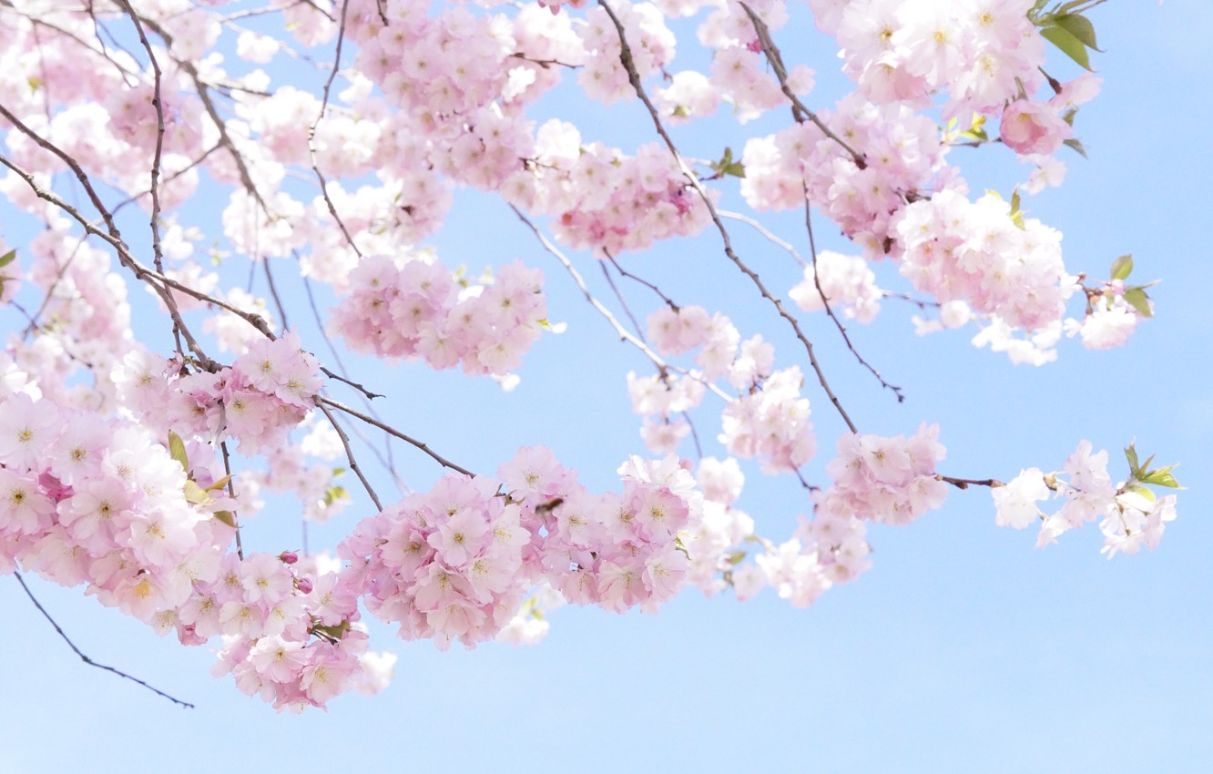 Photo Wallpaper Branches, Cherry, Tree, Spring, Sakura, - Tapety Na Pulpit Różowe , HD Wallpaper & Backgrounds