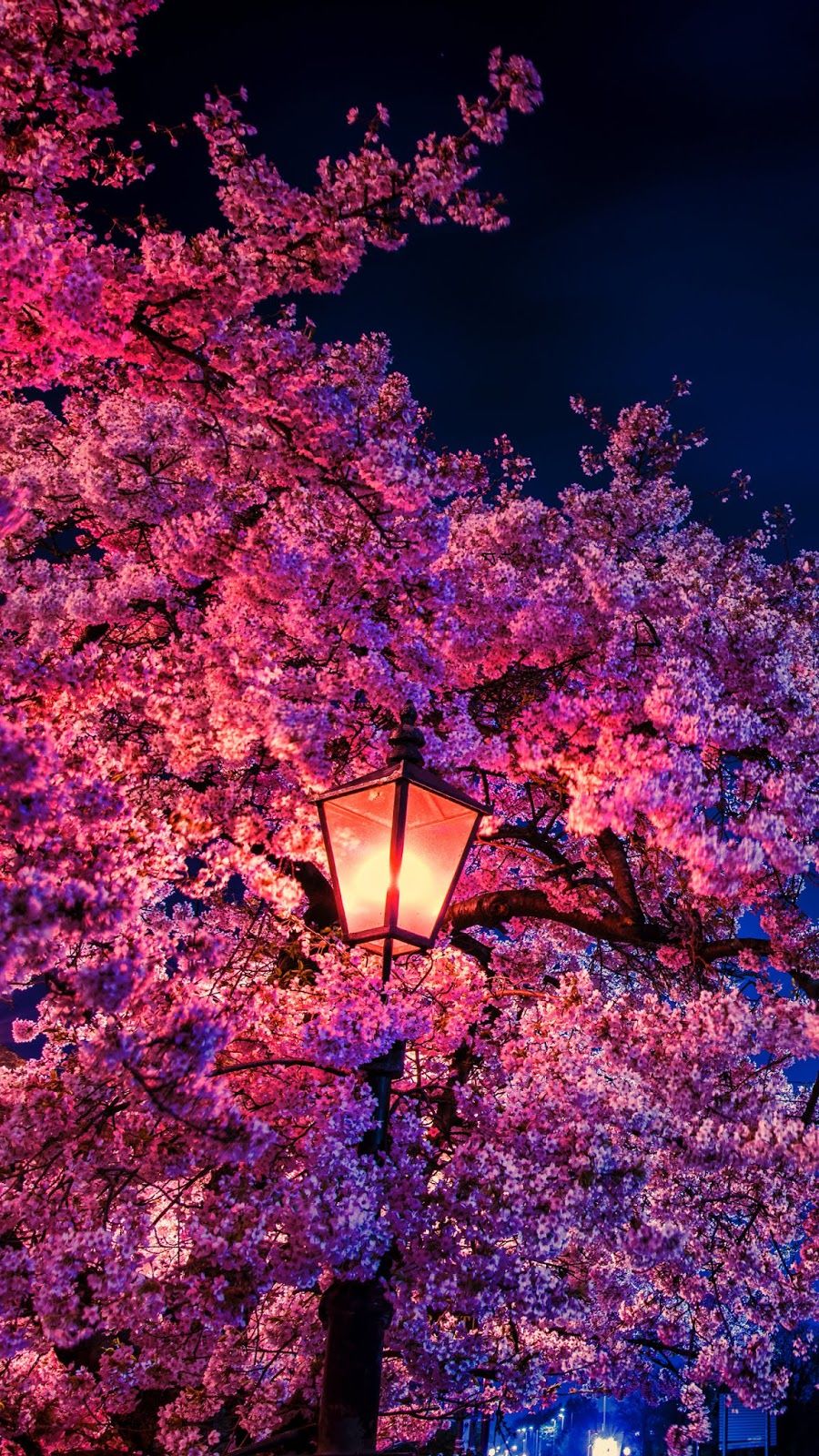 Night Cherry Blossom , HD Wallpaper & Backgrounds