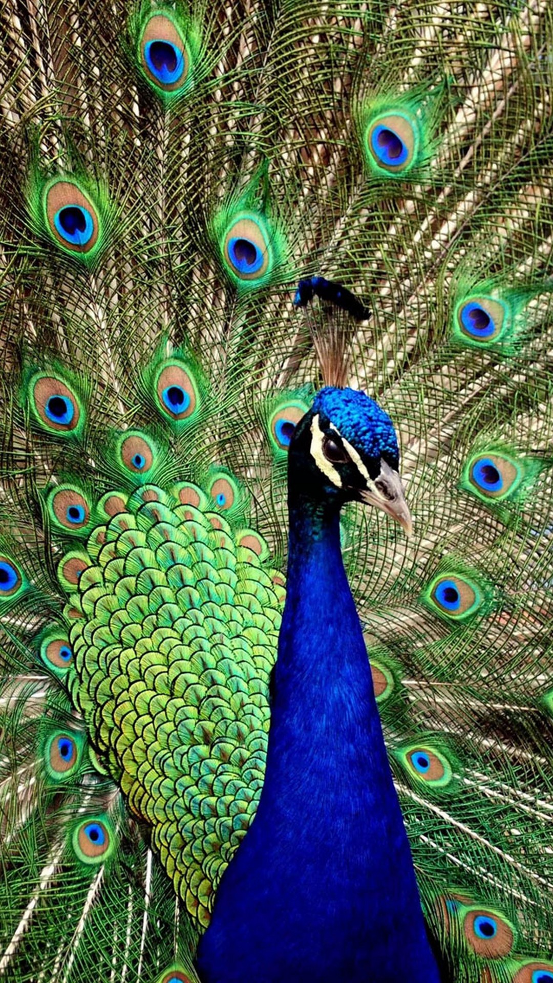 Peacock Iphone Wallpaper Resolution - Павлин Гиф , HD Wallpaper & Backgrounds