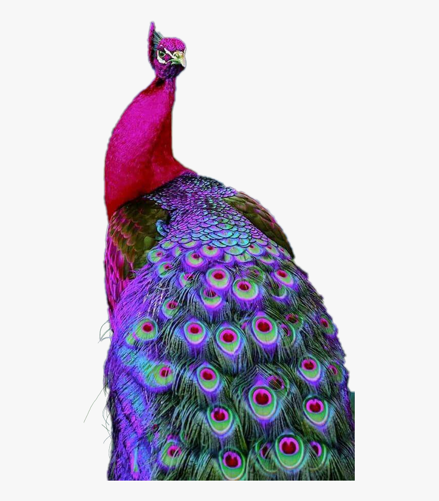 Peacock Wallpaper For Mobile, Hd Png Download - Beautiful Pictures Of Endangered Animals , HD Wallpaper & Backgrounds