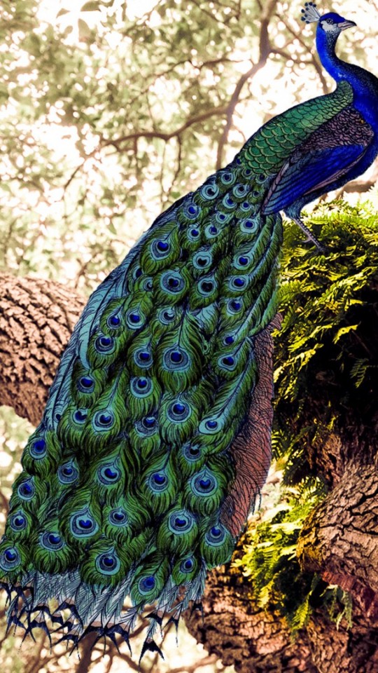 Transparent Background Peacock Png Hd , HD Wallpaper & Backgrounds