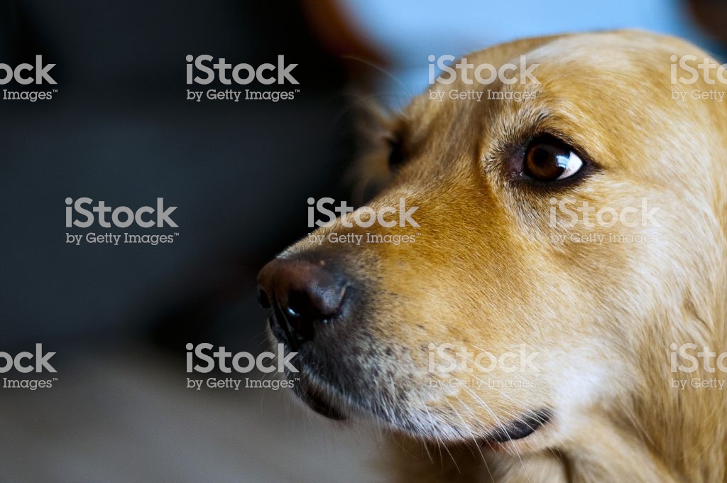 Royalty-free Animal Stock Photo - 5 Domestic Animals , HD Wallpaper & Backgrounds