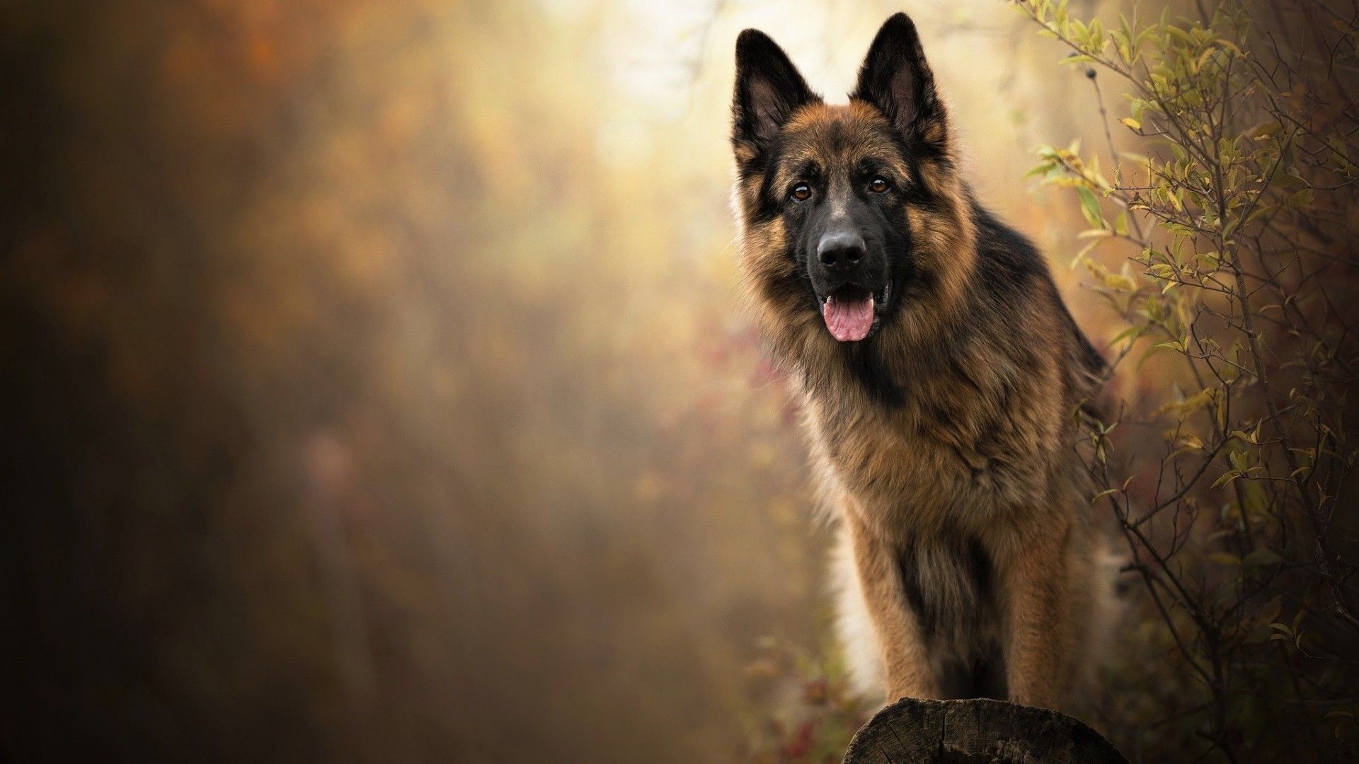 German Shepherd Dog Wallpaper Hd , HD Wallpaper & Backgrounds