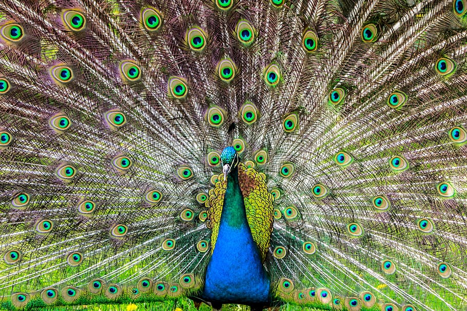 Peacock Wallpaper, Pen, Alluring Yet, Lure, Tom, Bird, - Peacock Spreading Its Feathers , HD Wallpaper & Backgrounds