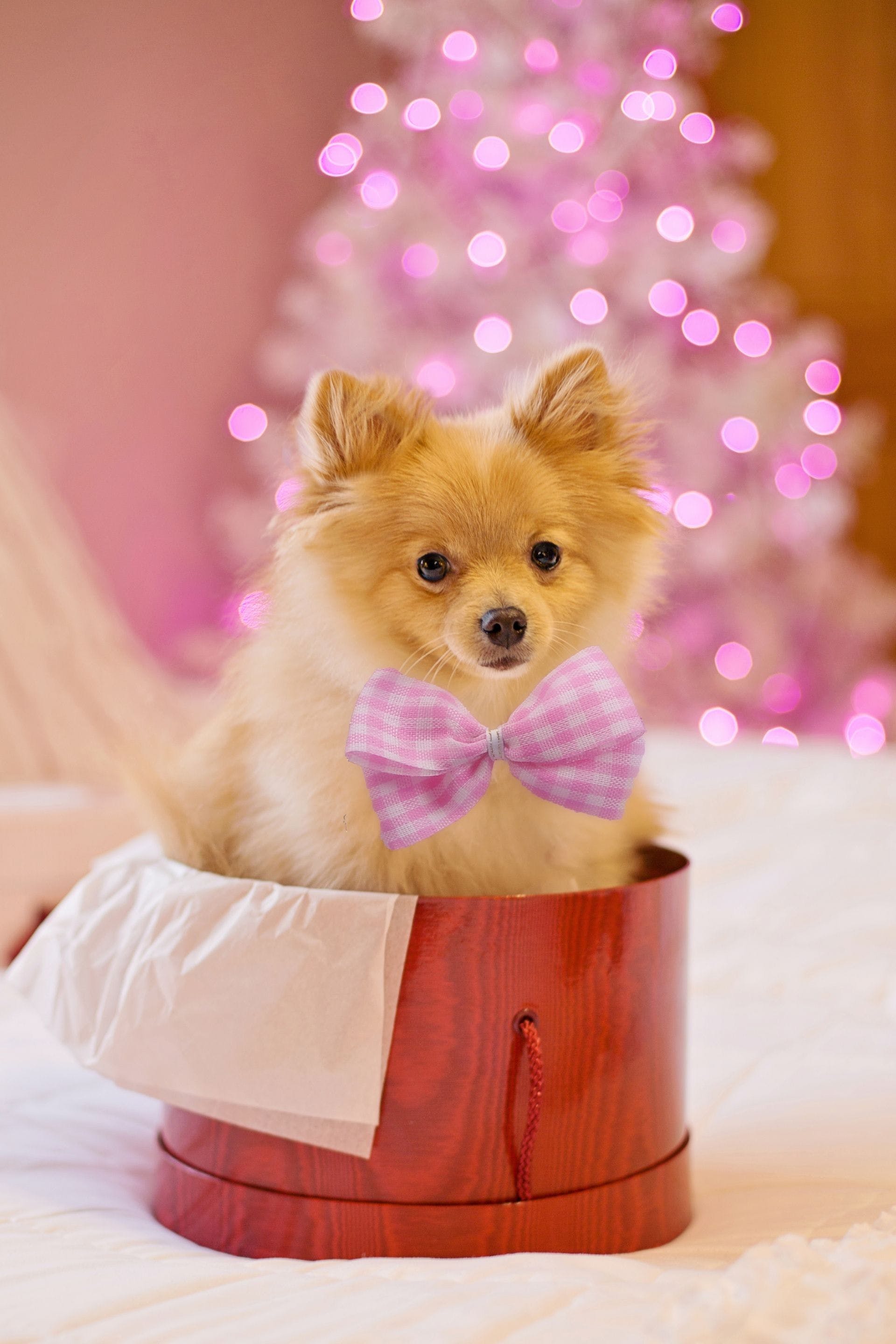 Hd Christmas Dog Wallpaper 9508 Wallpapersio - Cute Dog , HD Wallpaper & Backgrounds